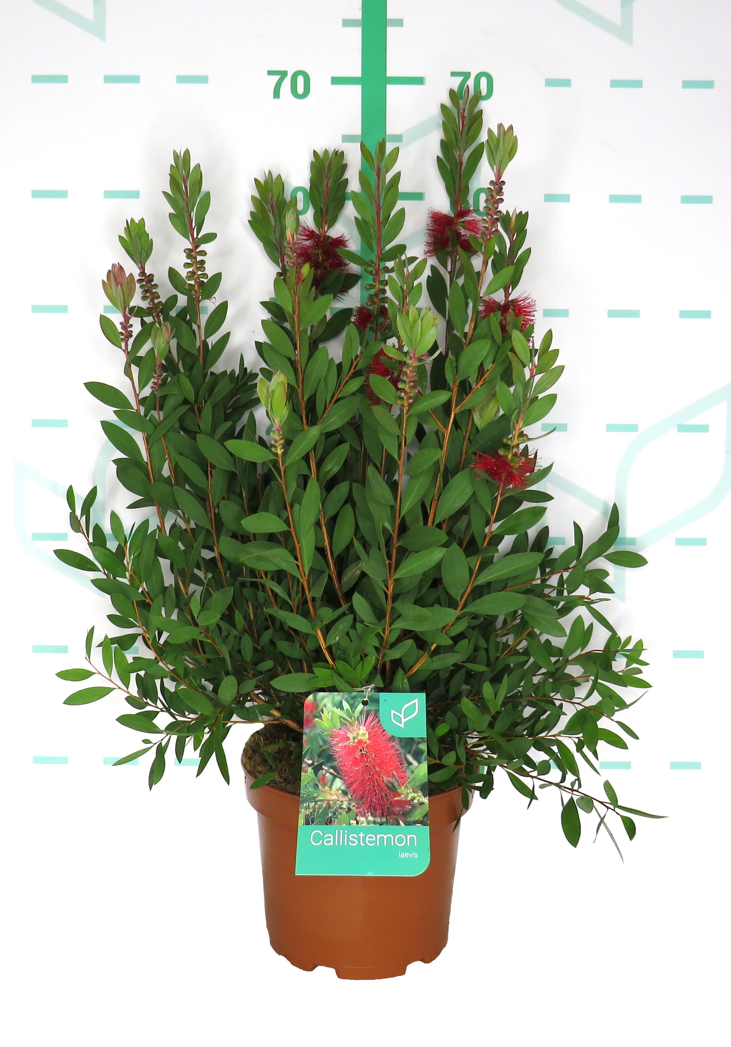 Callistemon "Laevis" 3L 35/45