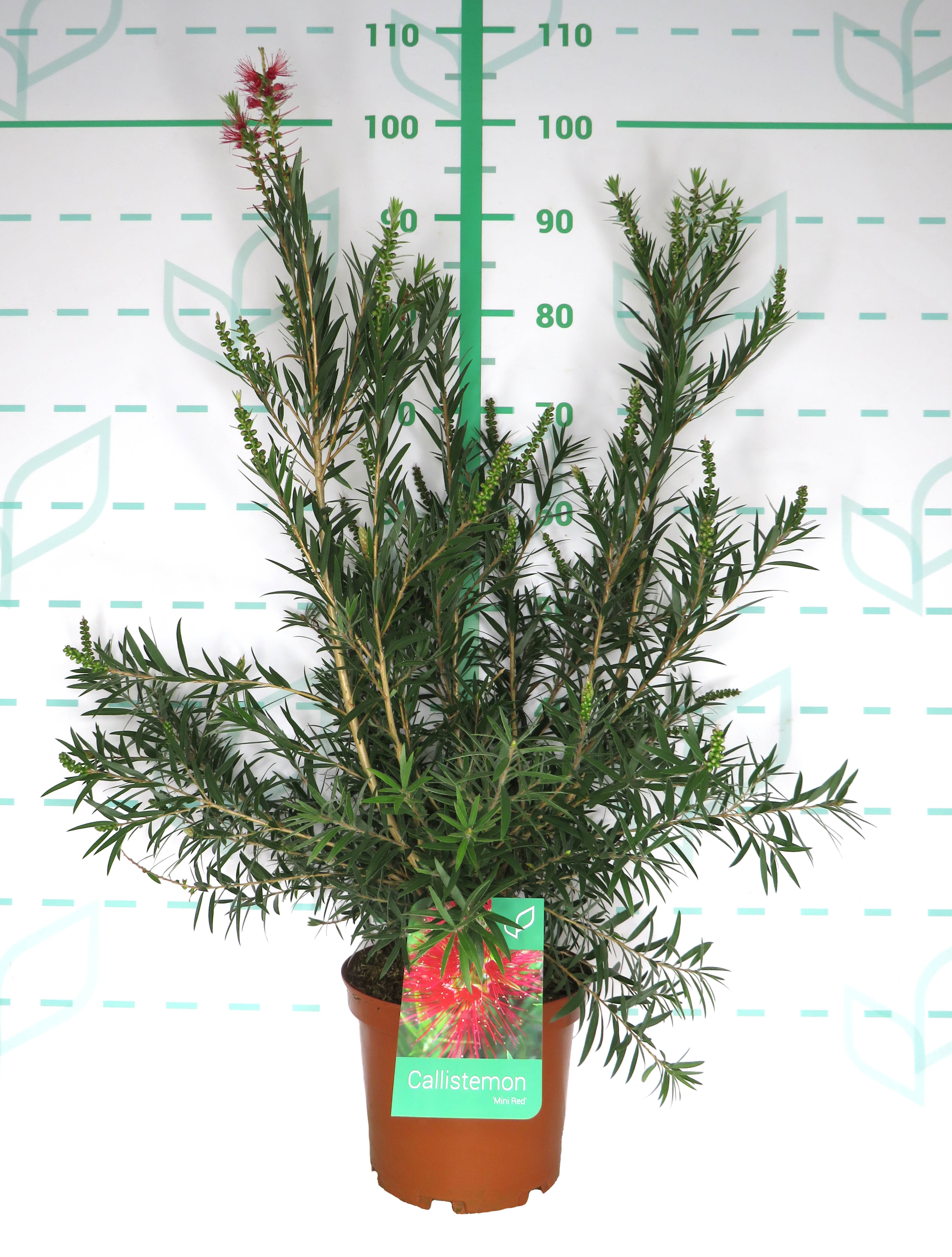 Callistemon massoti "Mini Red" 5L 60/70