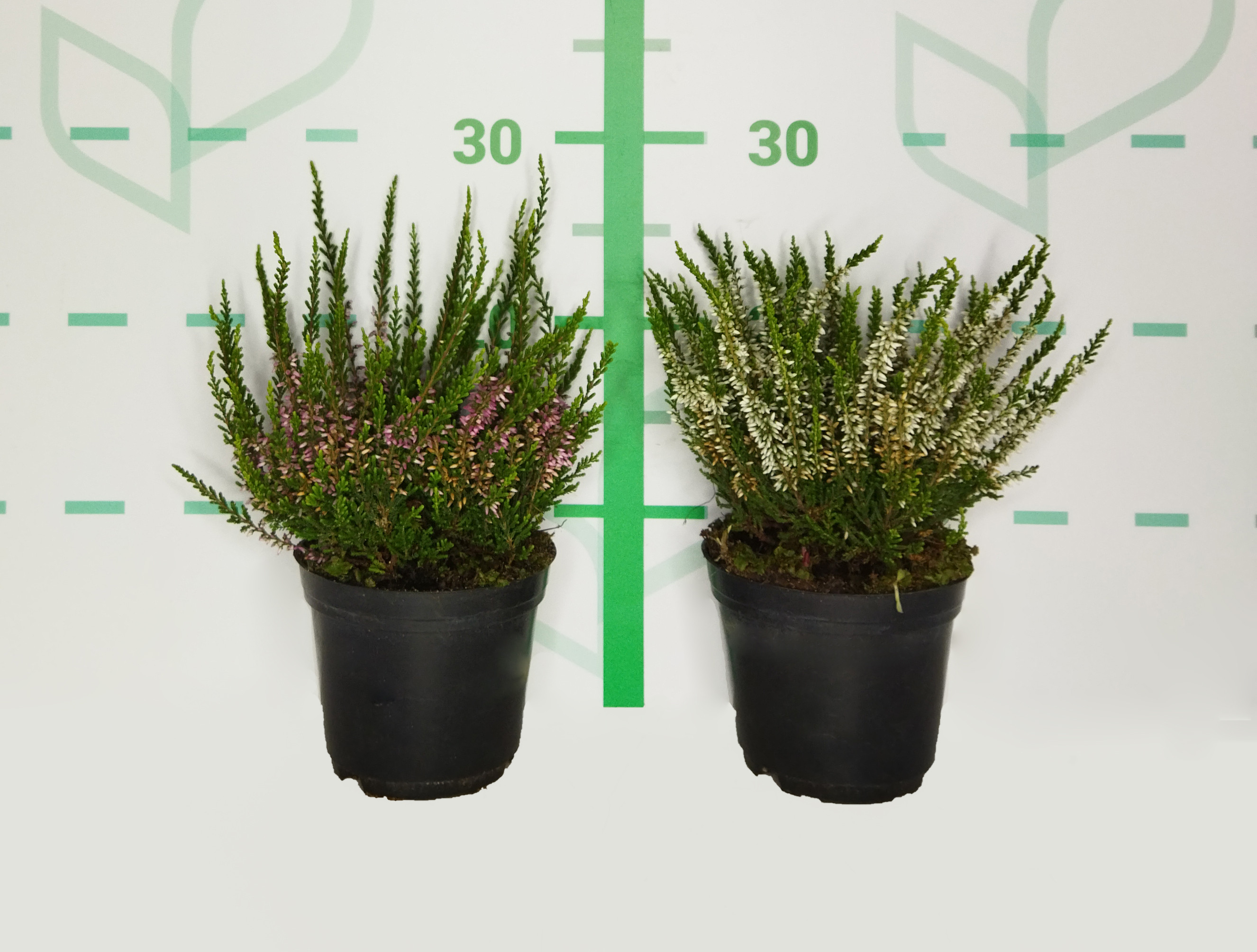 Calluna vulgaris 1L 10/15