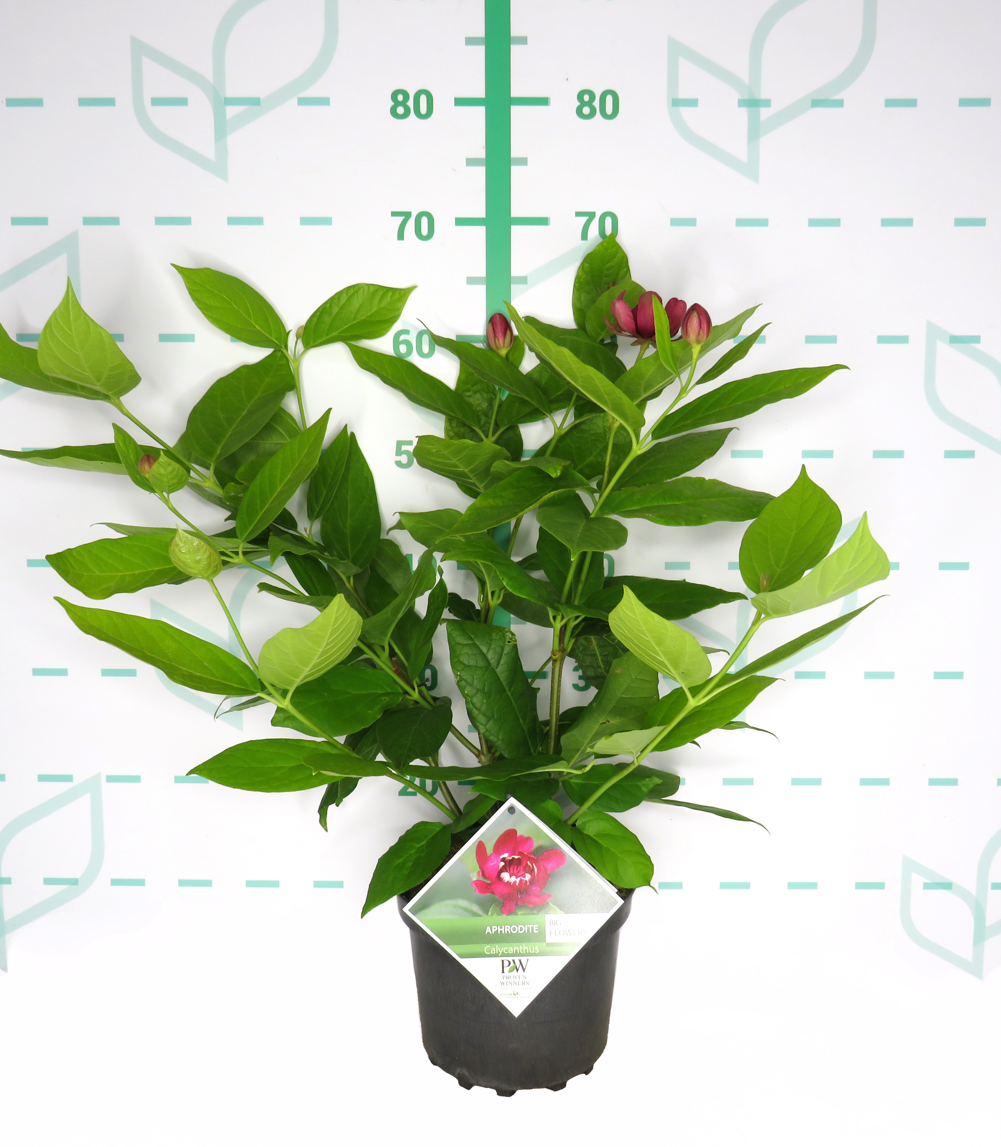 Calycanthus x raulstonii "Aphrodite" 5L 50/70