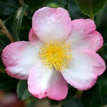 Camellia sasanqua 35L 150/170