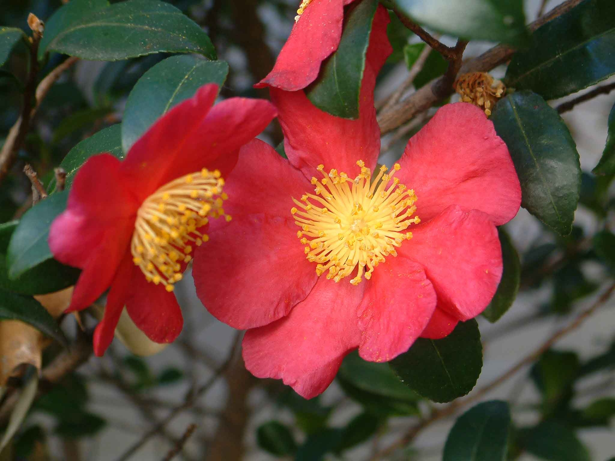 Camellia sasanqua 50L 170/190