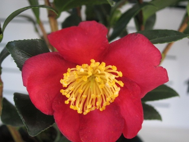 Camellia sasanqua 1.5L 8+ 30/40  "Crimson King"