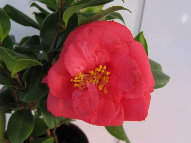 Camellia 1.5L 8+ 20/30  Compacta