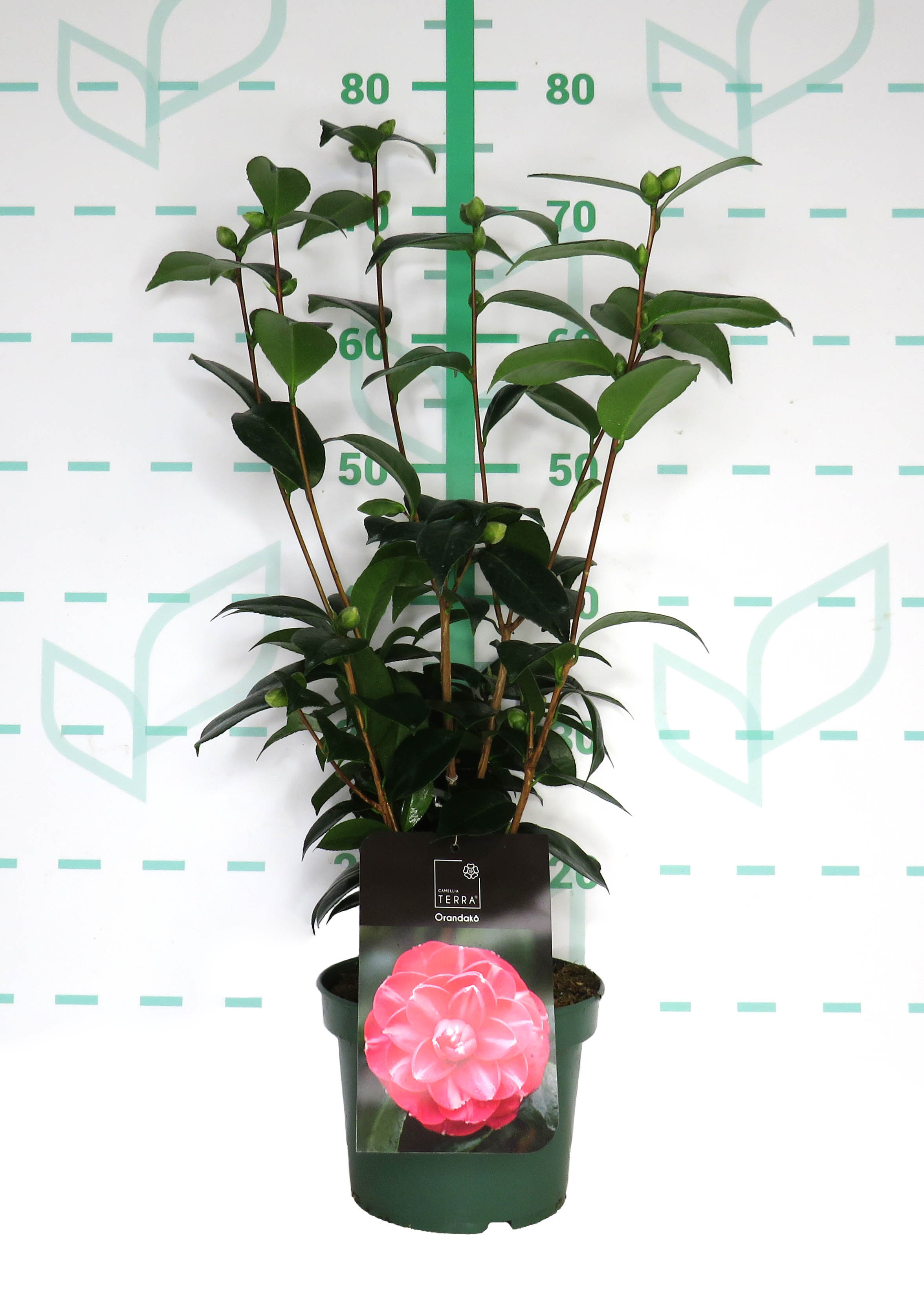 Camellia 3L Standard Line 10+ 40/60 