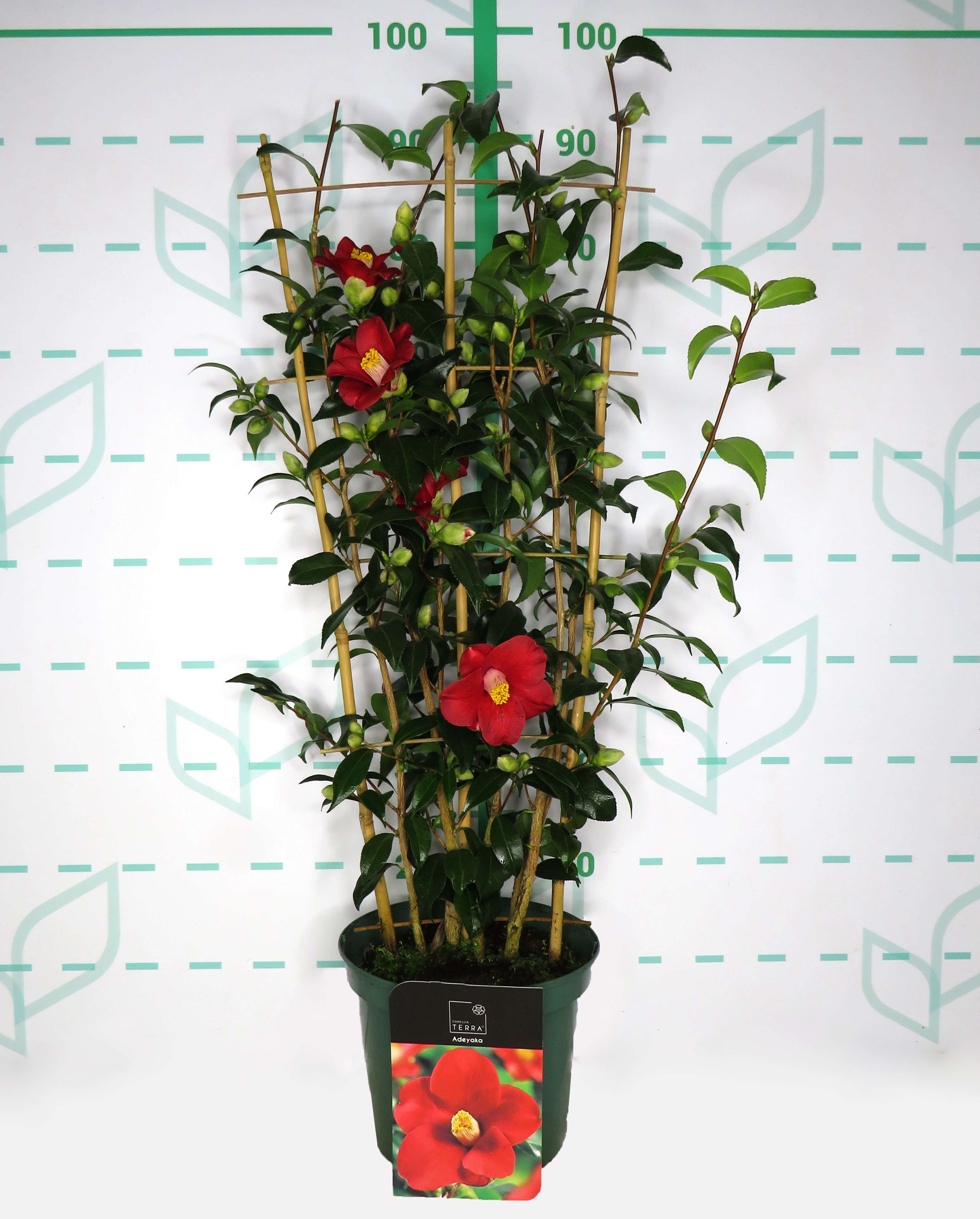 Camellia 5L 15+ Espaldera 70/80 