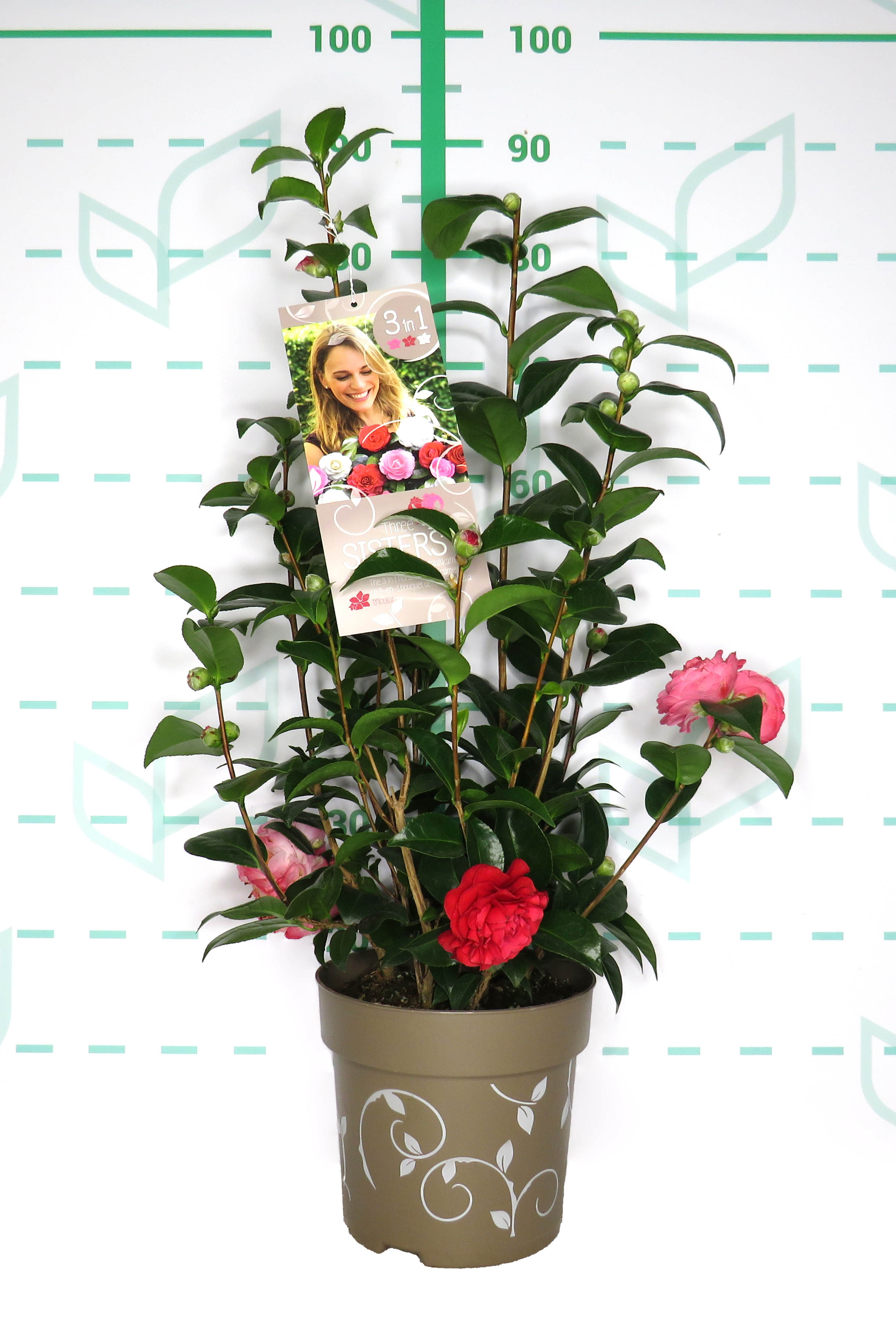 Camellia 6L Three Sisters 60/80