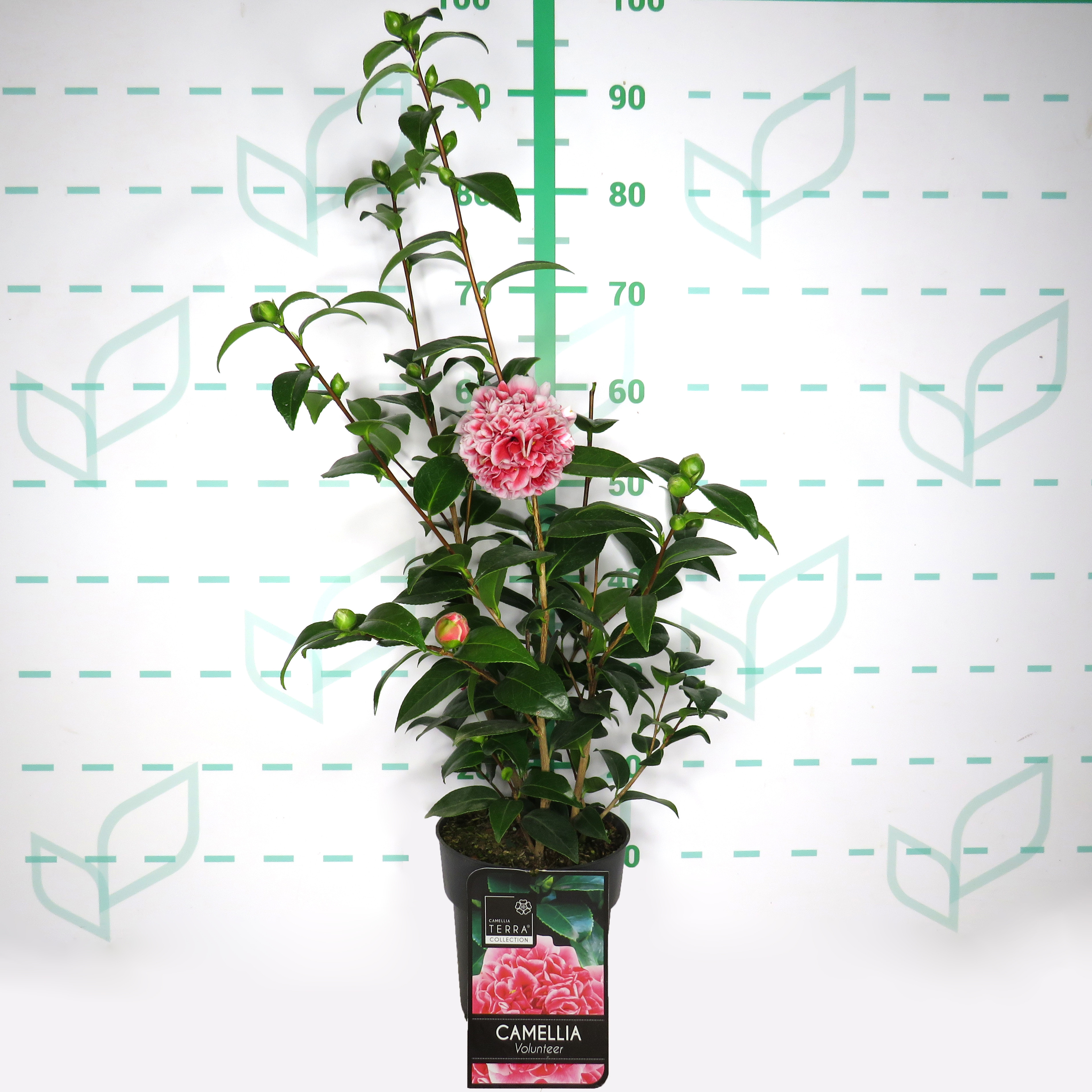Camellia Colección 3L 45/60