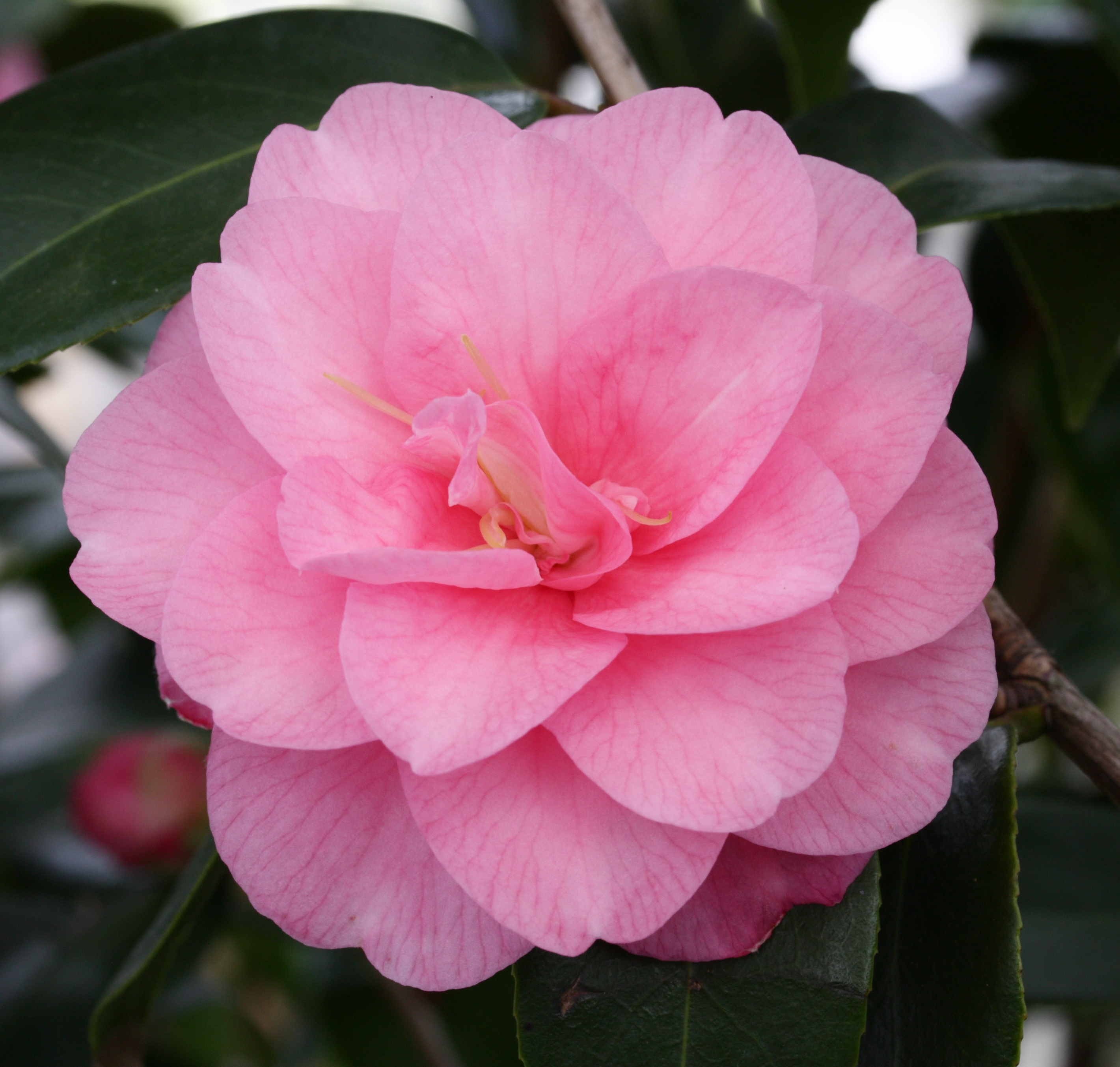 Camellia "Spring Festival"  15L Deco 80/90 serpiente