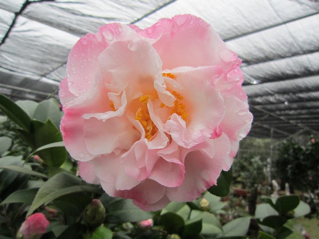 Camellia 0.8L 5+ 20/30 