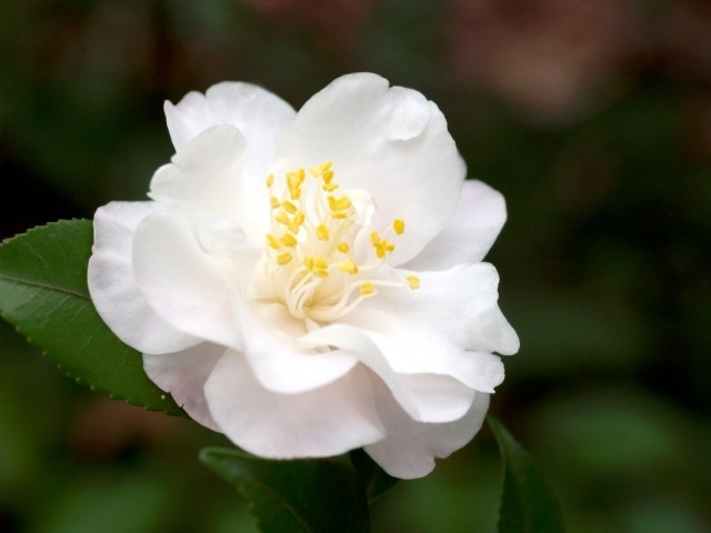 Camellia "Spring Mist" 3L 40/60 Perfumada