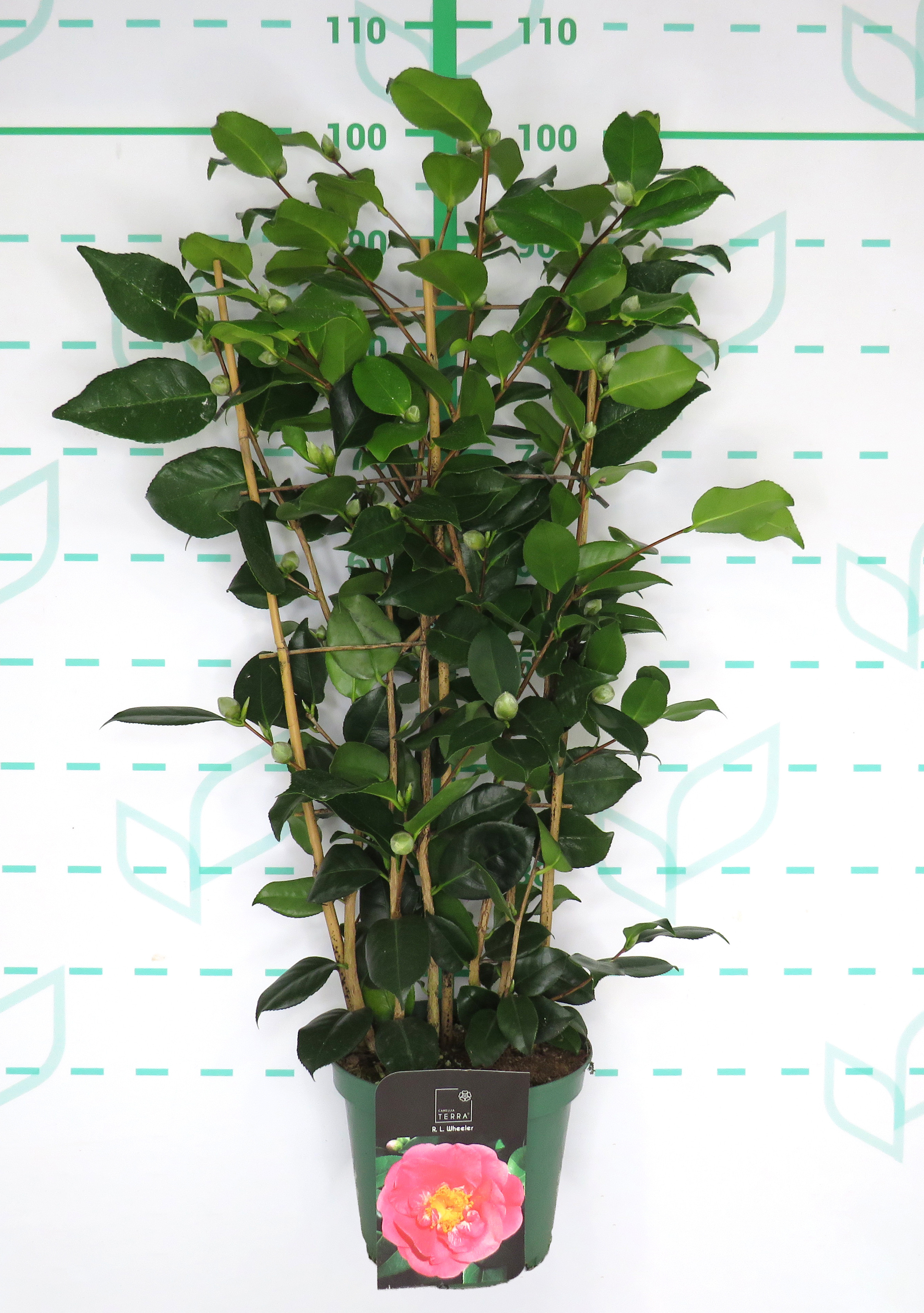 Camellia 5L 15+ Espaldera 70/80 