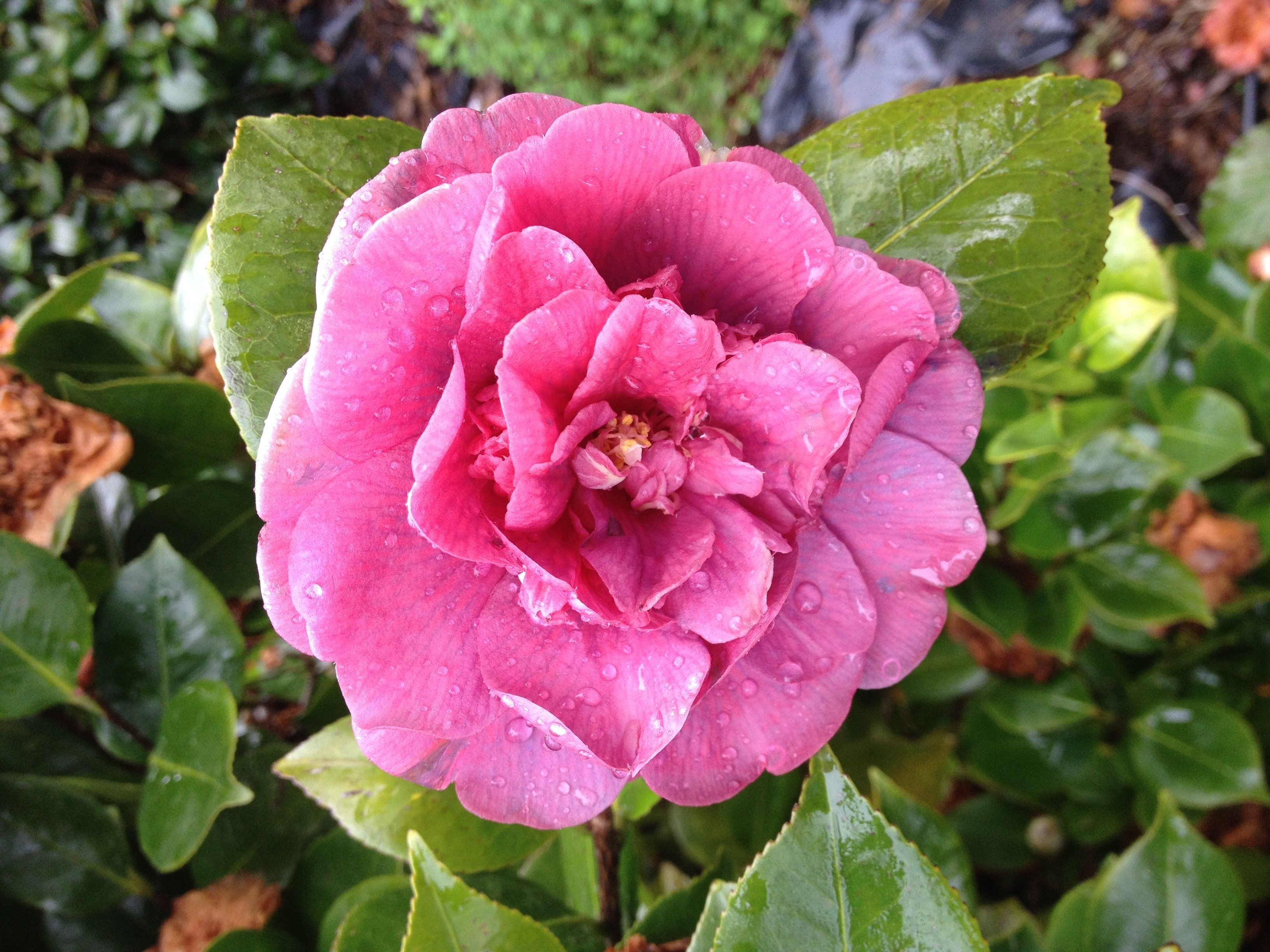 Camellia japonica "Doña Herzilia" 50L 130/150