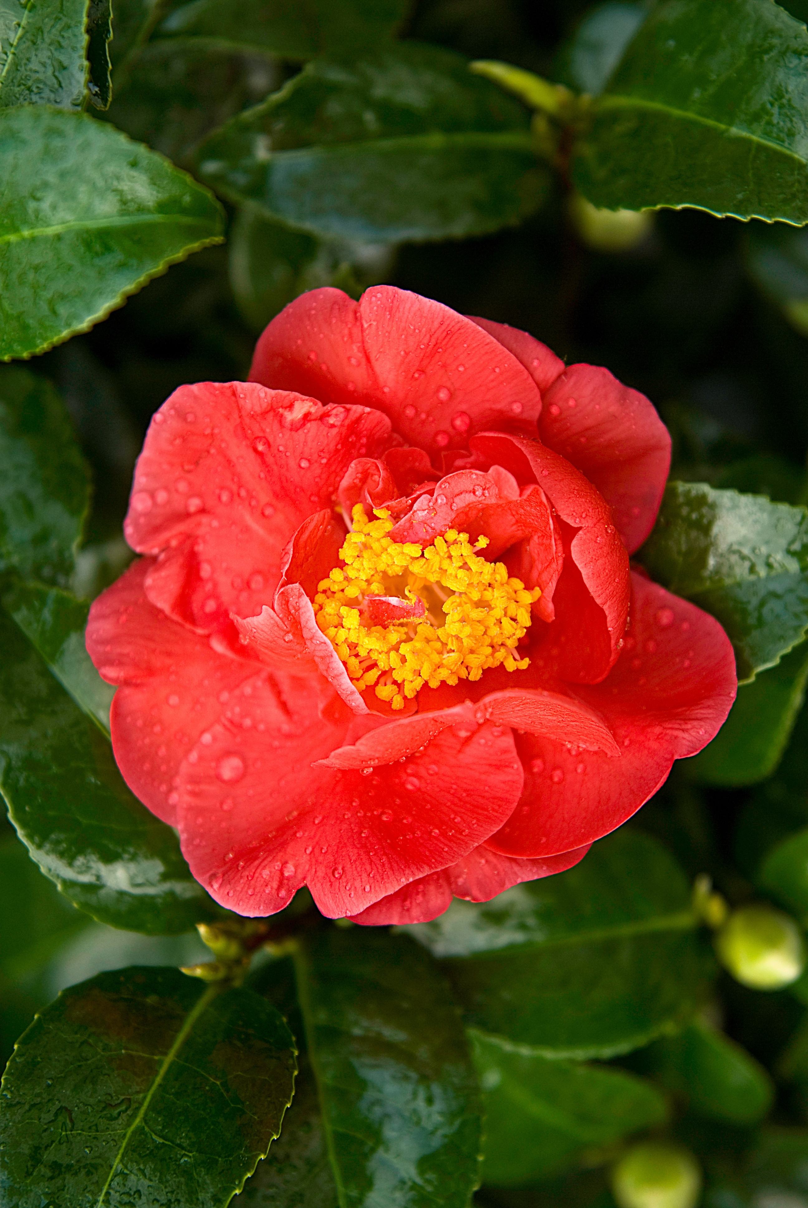 Camellia japonica "Doctor King" 35L Ht 190-210 280/300 Ø12-14