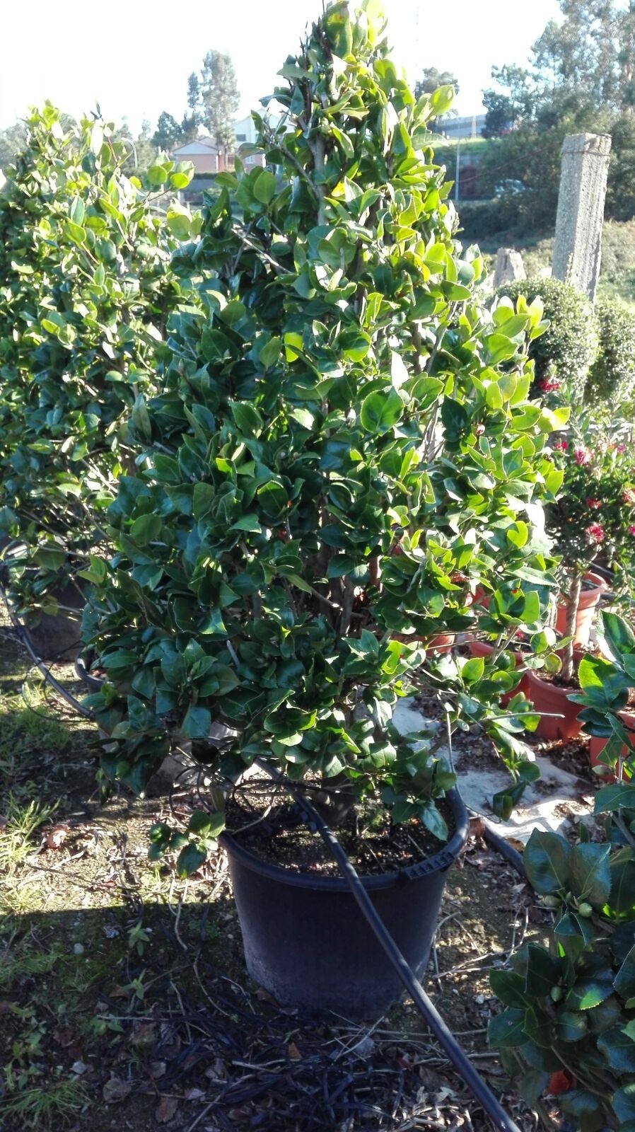 Camellia japonica "Grand Slam" 50L 130/150