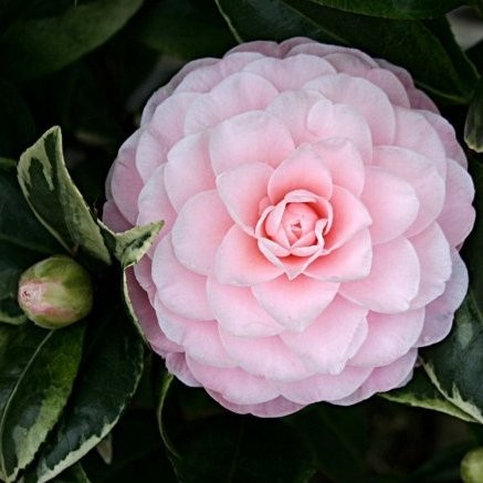 Camellia japonica "Kerguelen" ® 10L 70/90