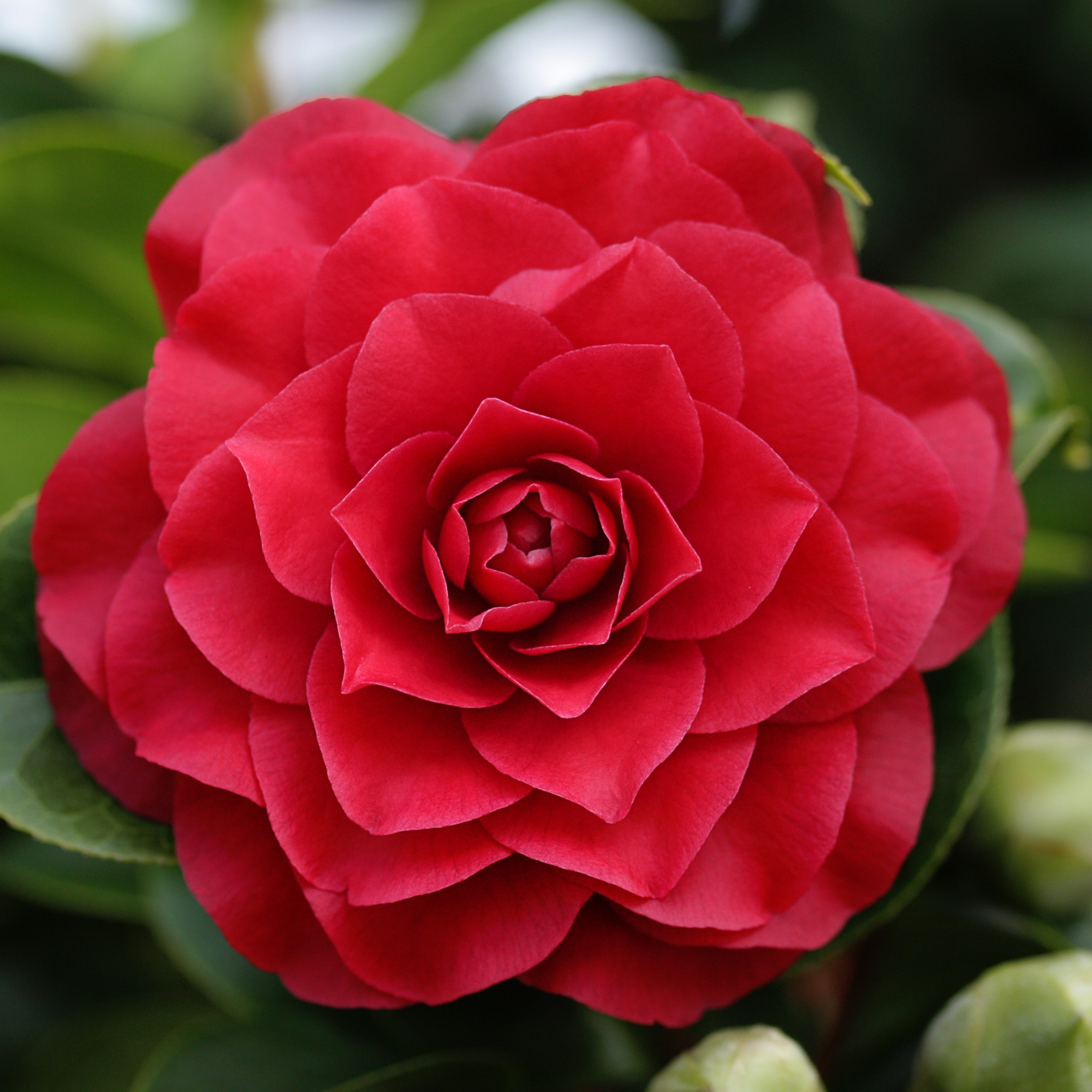 Camellia japonica 15L 3 Troncos 30-40-55 Ht 30/40 80/90 Ø4-6  "William Bartlett";"Princess Baccionchi"