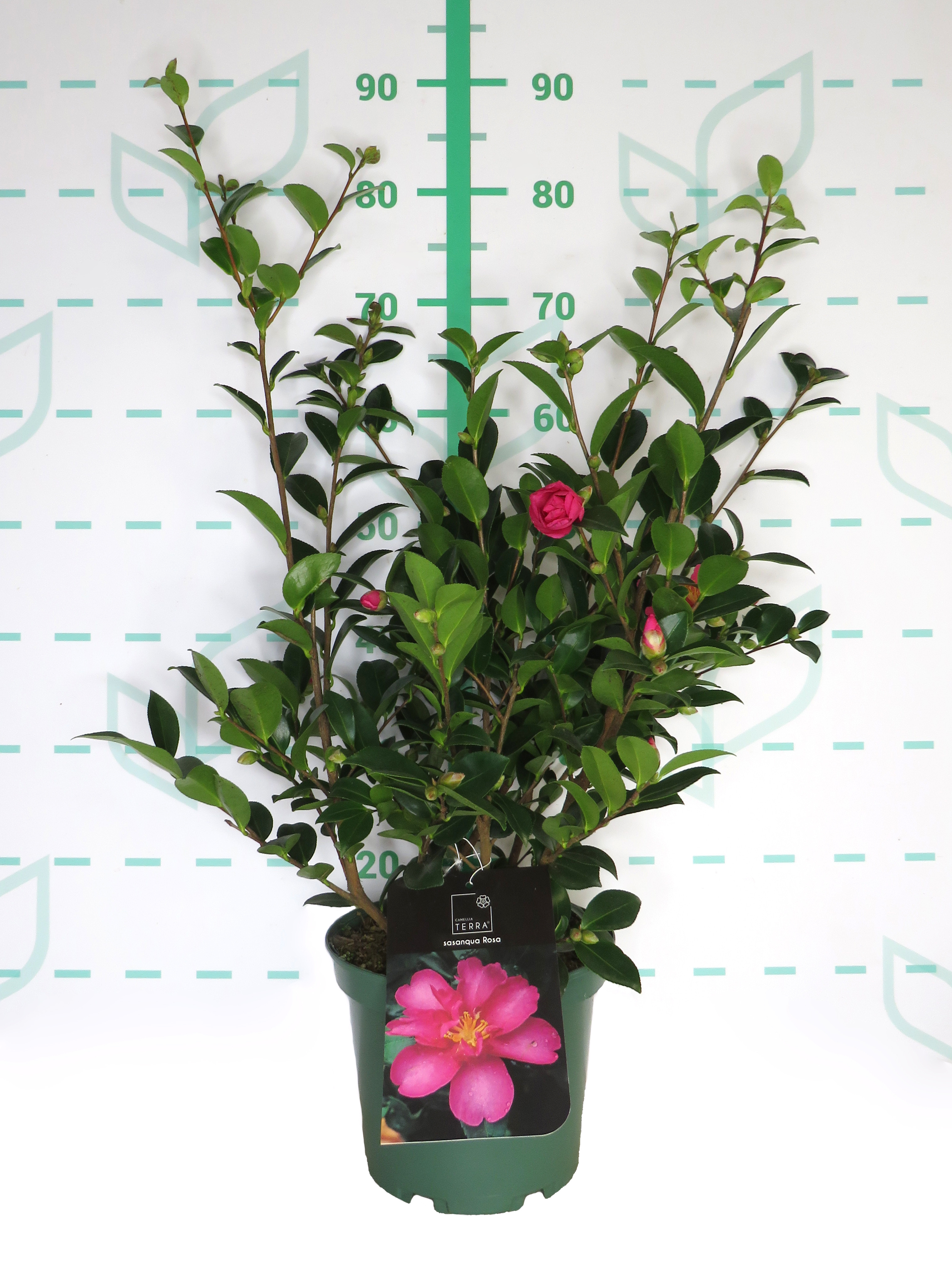 Camellia sasanqua 5L 60/80