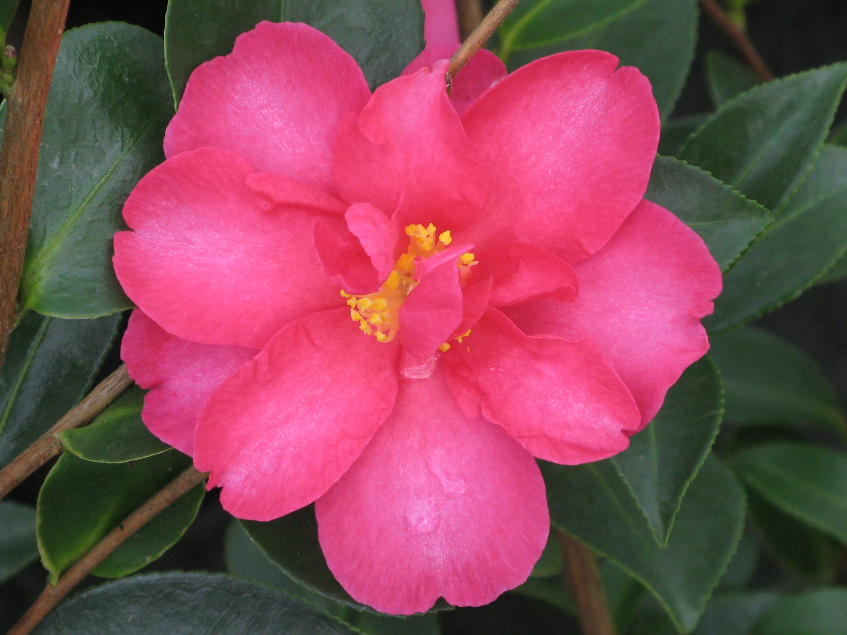 Camellia sasanqua 18L Ht 70/80 130/140