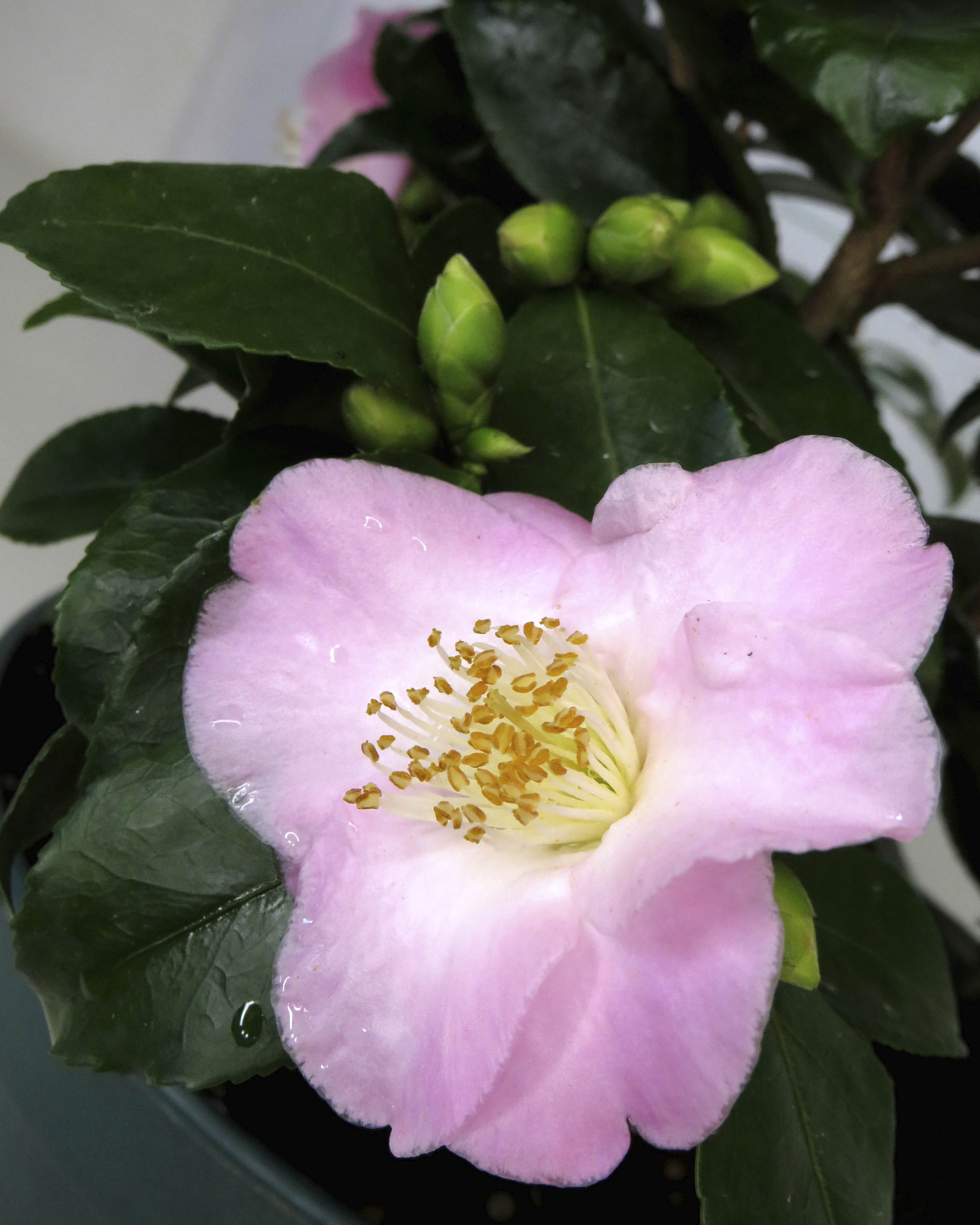 Camellia Perfumada 3L 40/60