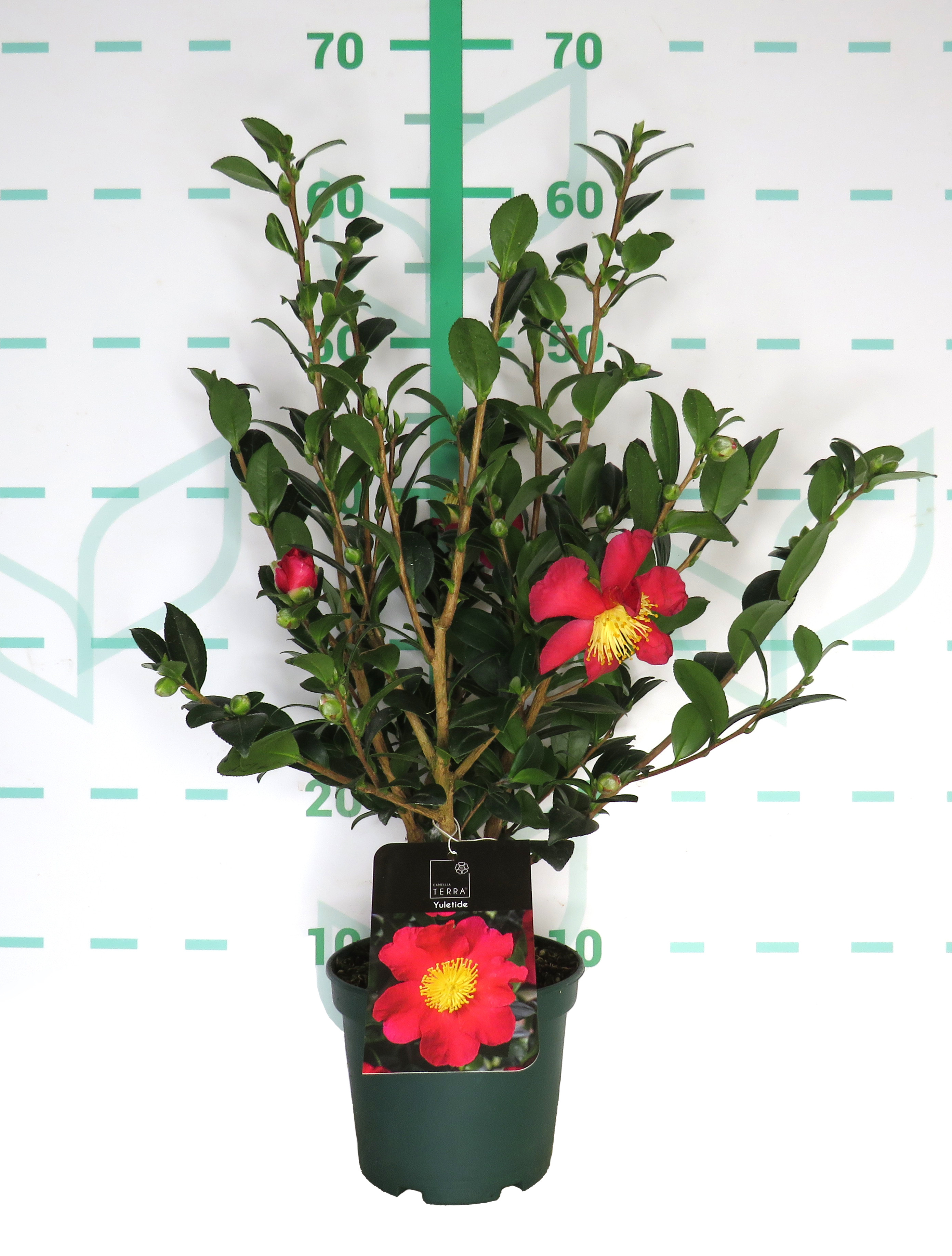 Camellia "Yuletide" 1.5L 8+ 30/40 