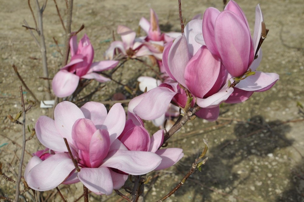 Magnolia "Cameo" 15L 100/120 Injertada