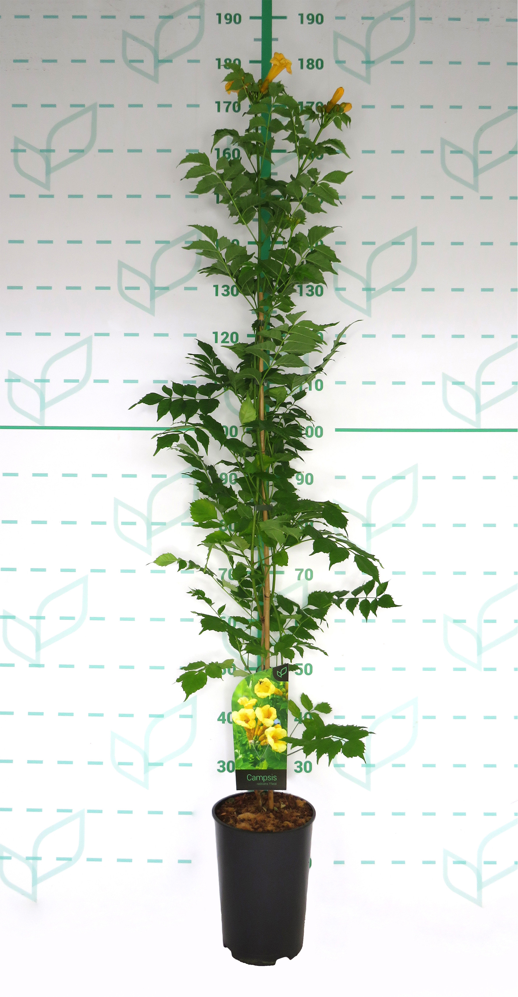 Campsis radicans "Flava" 5.5L Alto 1 Tutor 120 