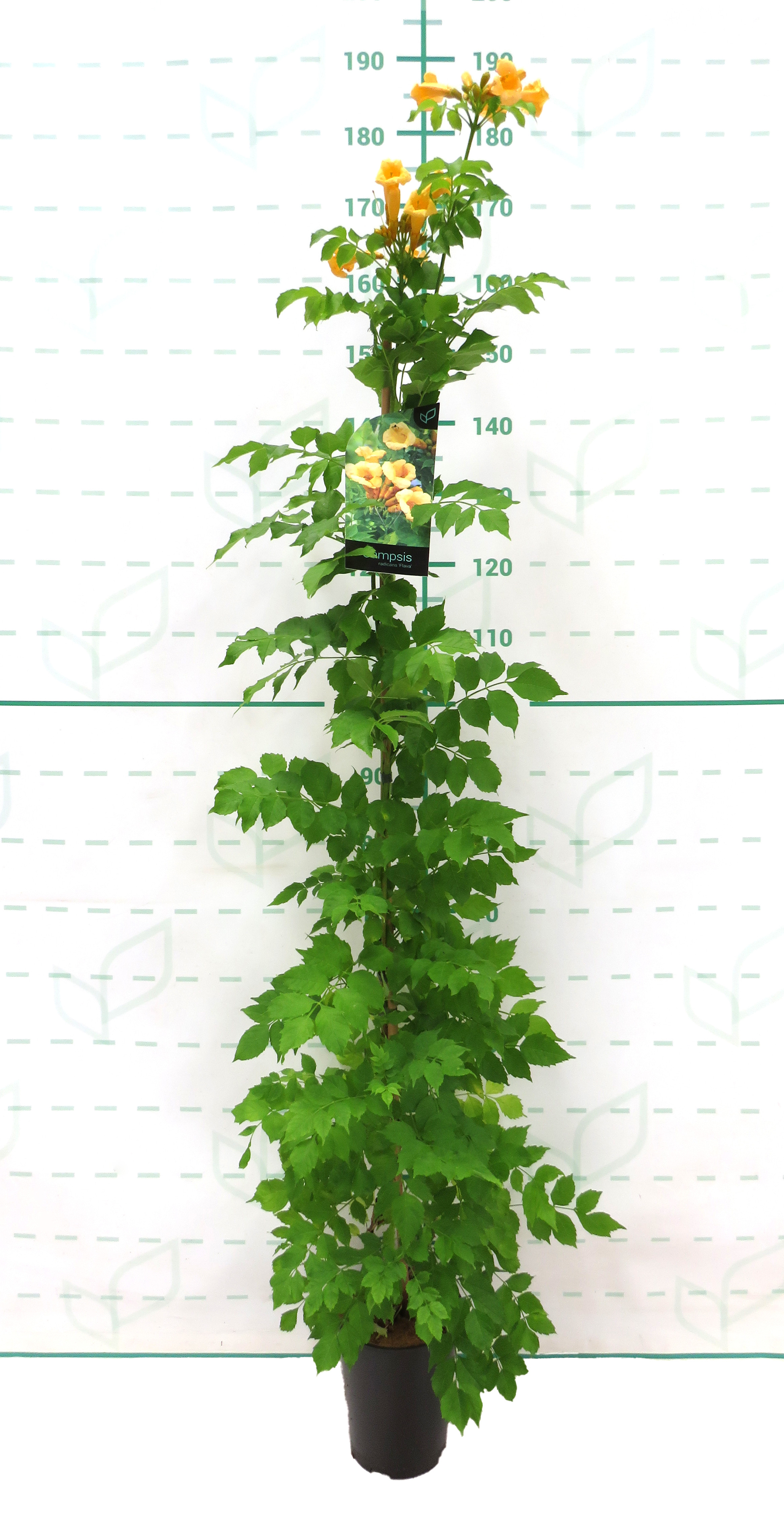 Campsis radicans "Flava" 5.5L Alto 1 Tutor 120