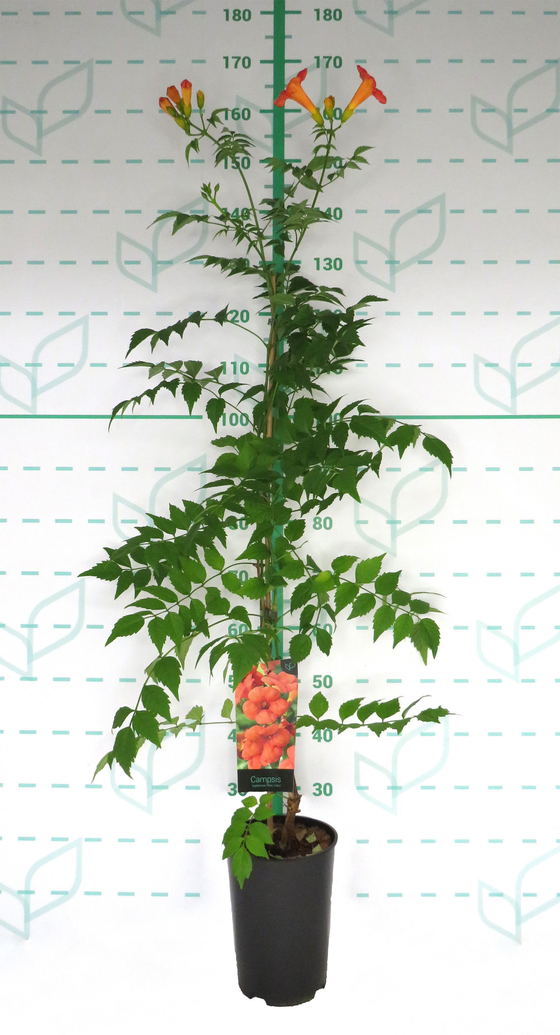 Campsis x tagliabuana "Madame Galen" 5.5L Alto 1 Tutor 120