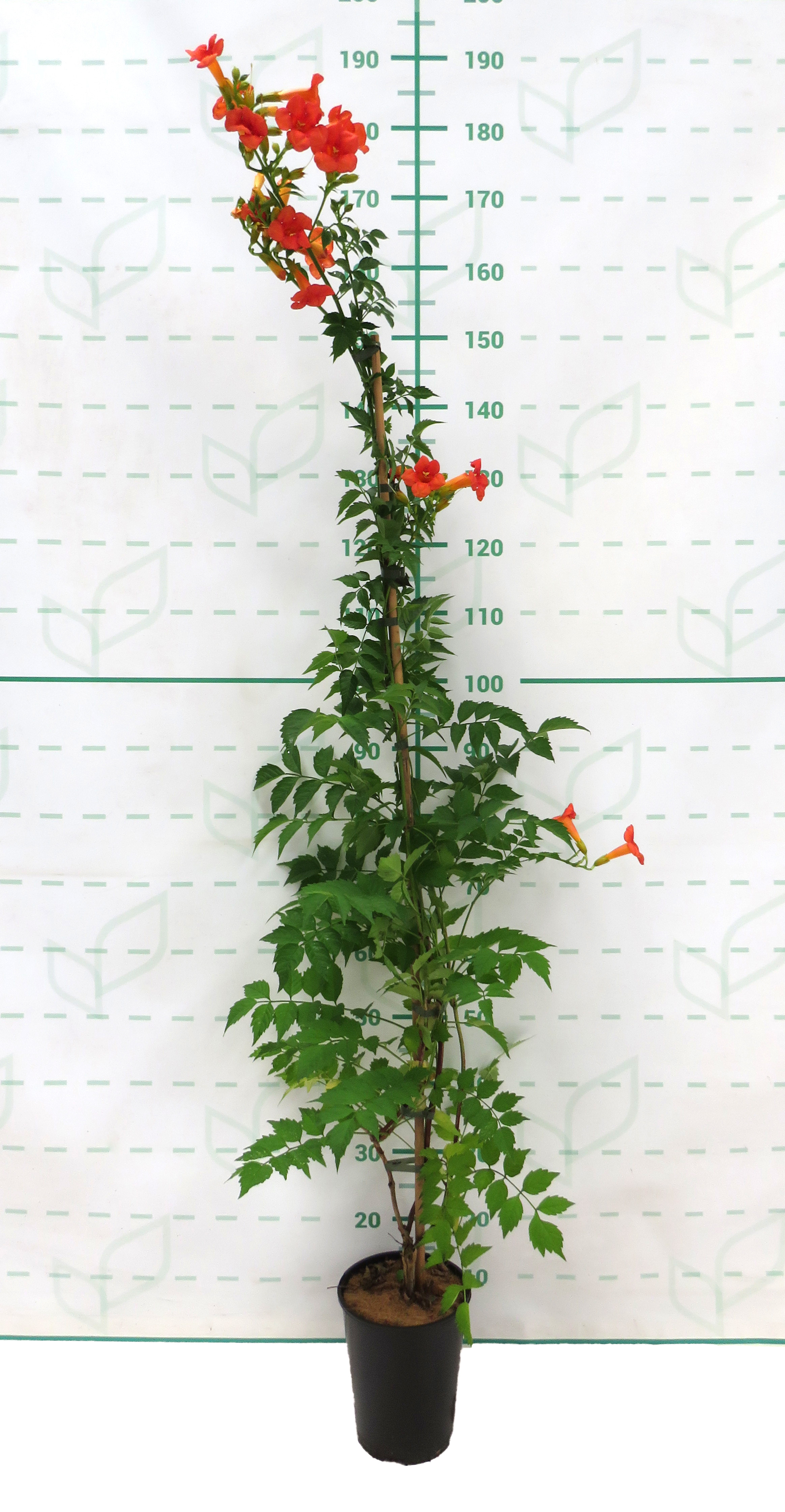 Campsis x tagliabuana "Madame Galen" 5.5L Alto 1 Tutor 120