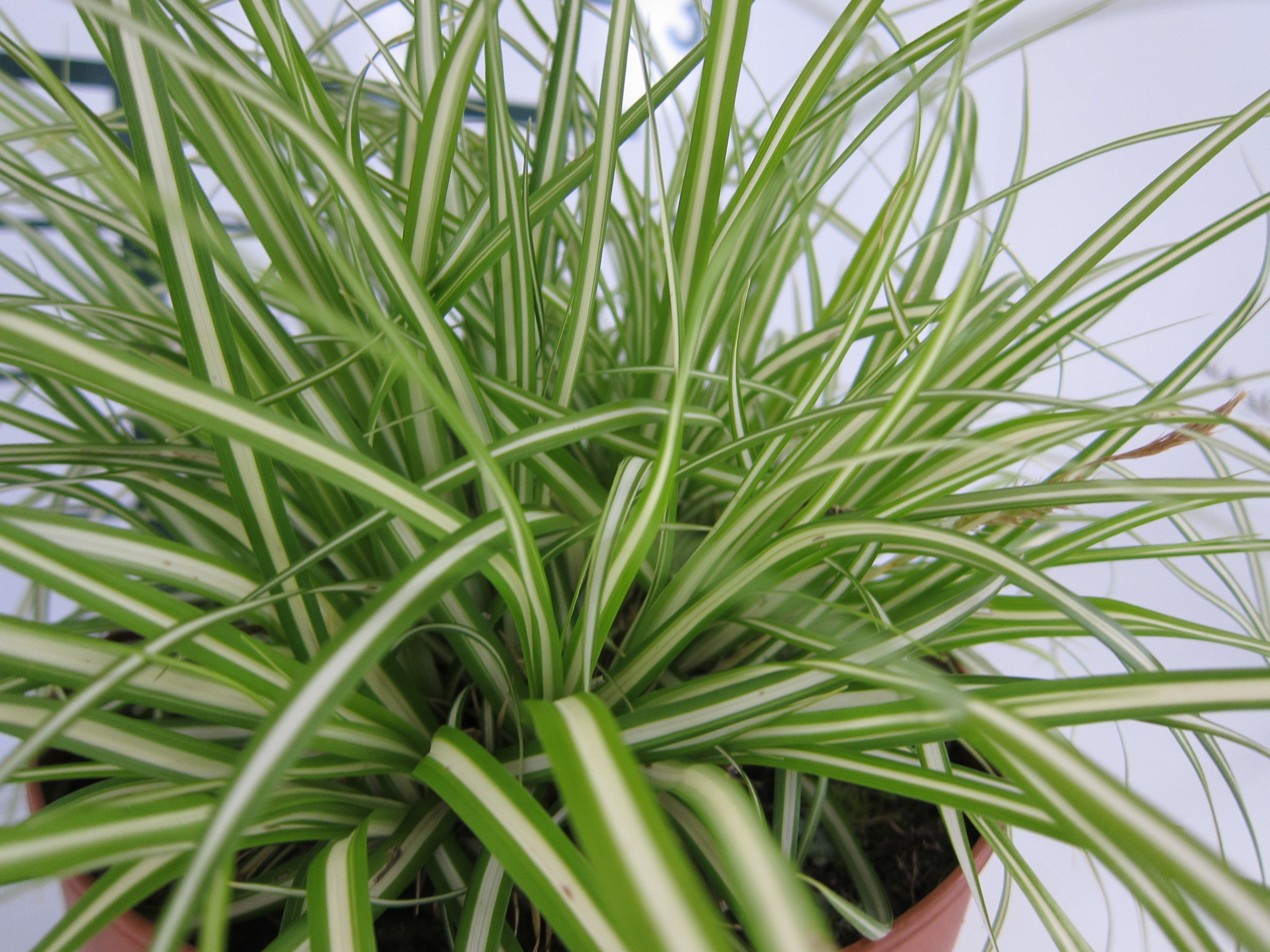Carex sp P9