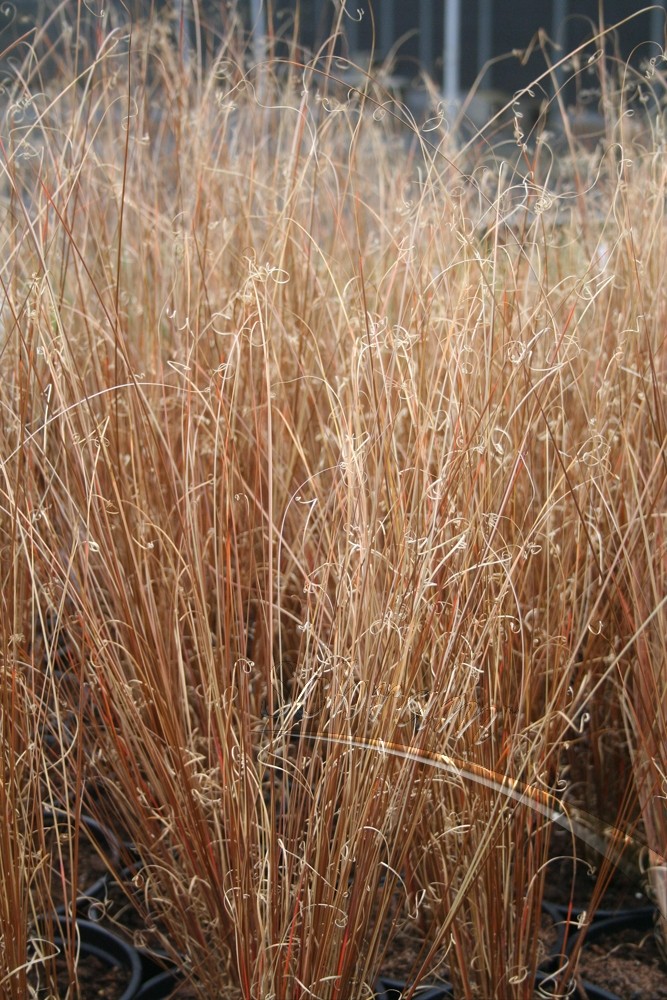 Carex buchananii "Red Roster" 2.5L R/C 30/40