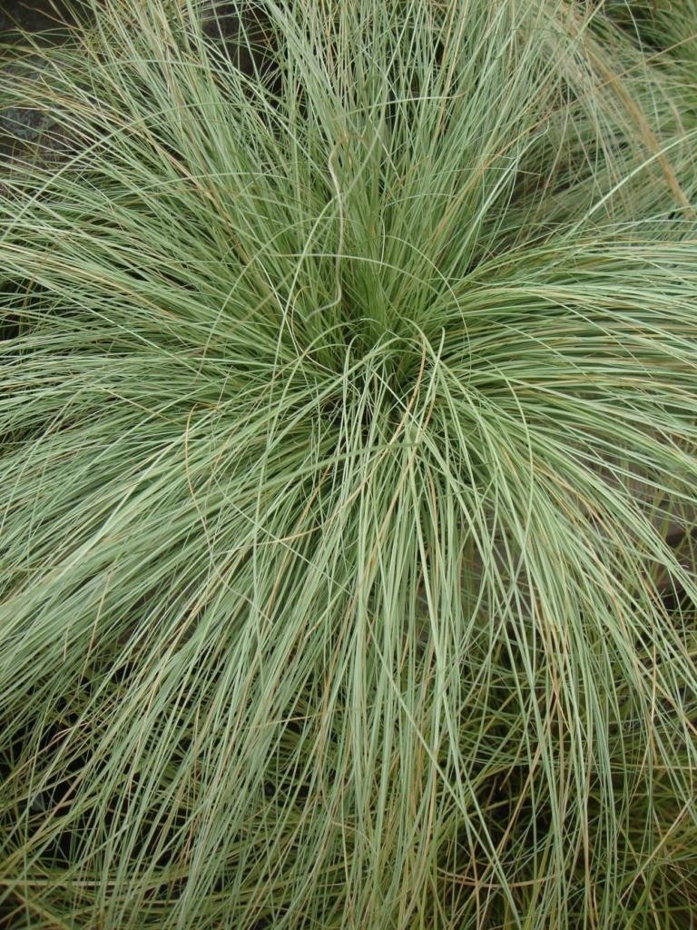 Carex comans "Amazon Twist" 2.5L R/C 20/30