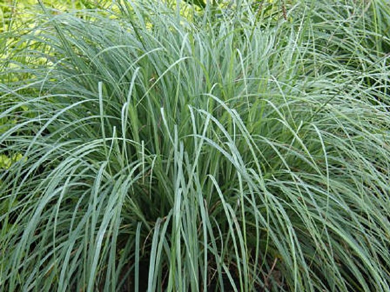 Carex flacca "Blue Zinger" 2.5L 20/30