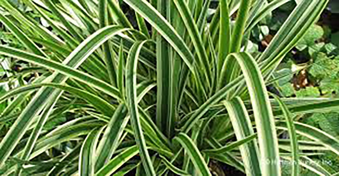 Carex foliosissima "Ice Dance" 2.5L R/C 20/30