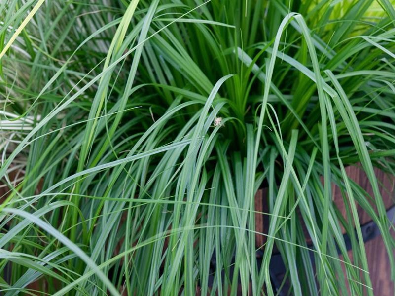 Carex foliosissima "Irish Green" 2.5L R/C   20/30