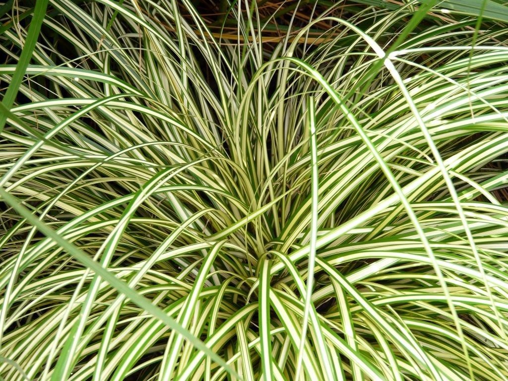 Carex morrowii "Everglow" 2.5L R/C 20/30