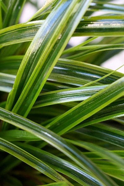 Carex oshimensis "Everlime" 2.5L R/C 20/30