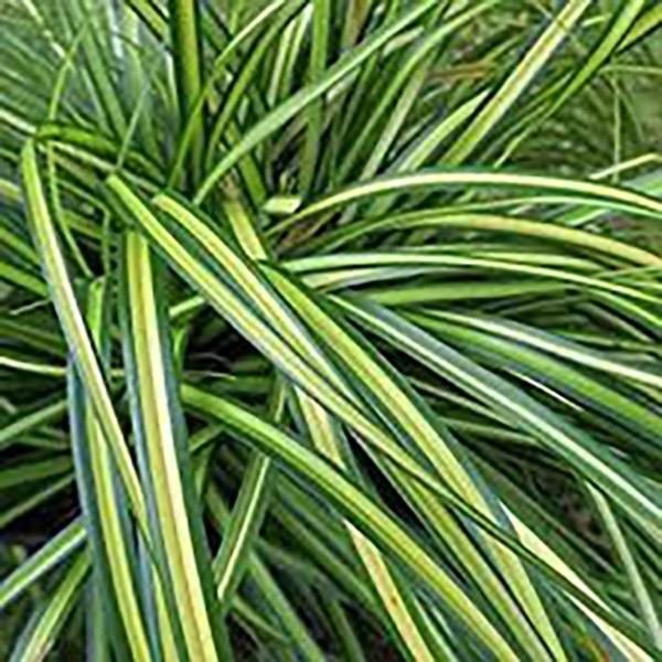 Carex morrowii "Variegata" 2.5L 20/30