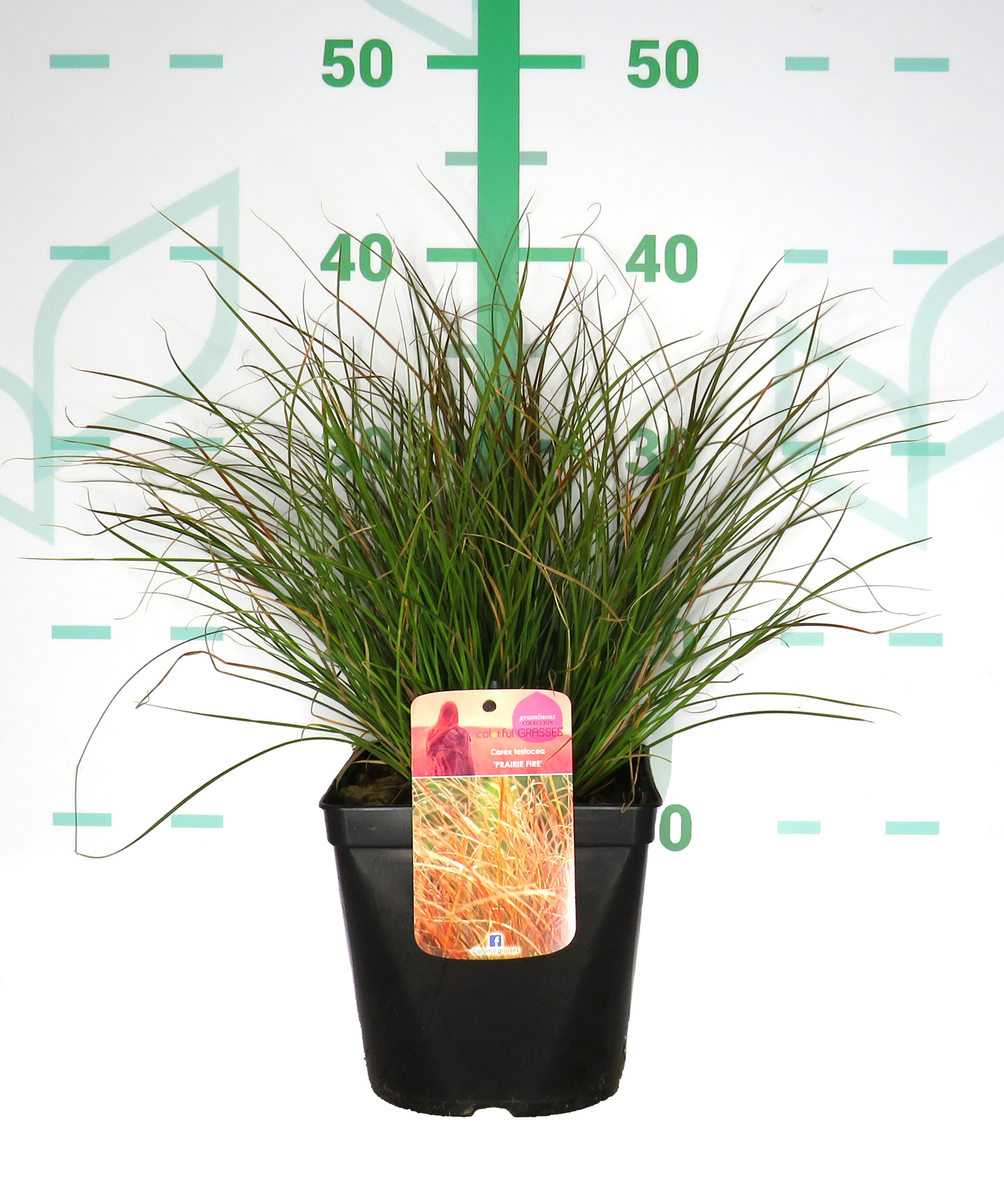 Carex testacea "Prairie Fire" 2.5L 20/30