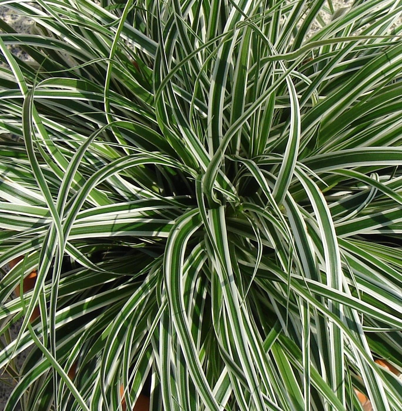 Carex oshimensis "Everest" 2.5L R/C 20/30