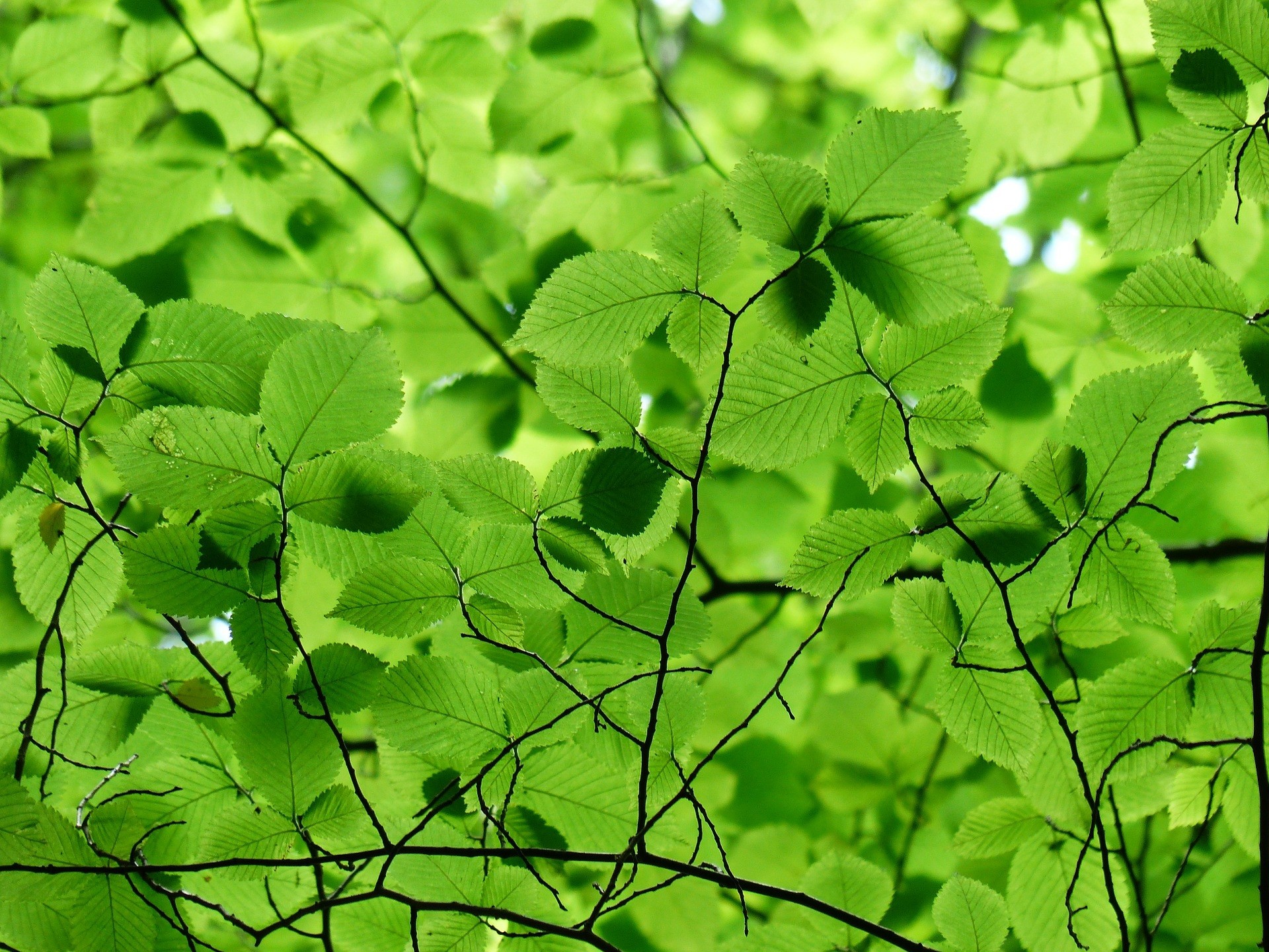 Carpinus betulus "Fastigiata" 12L 175/200