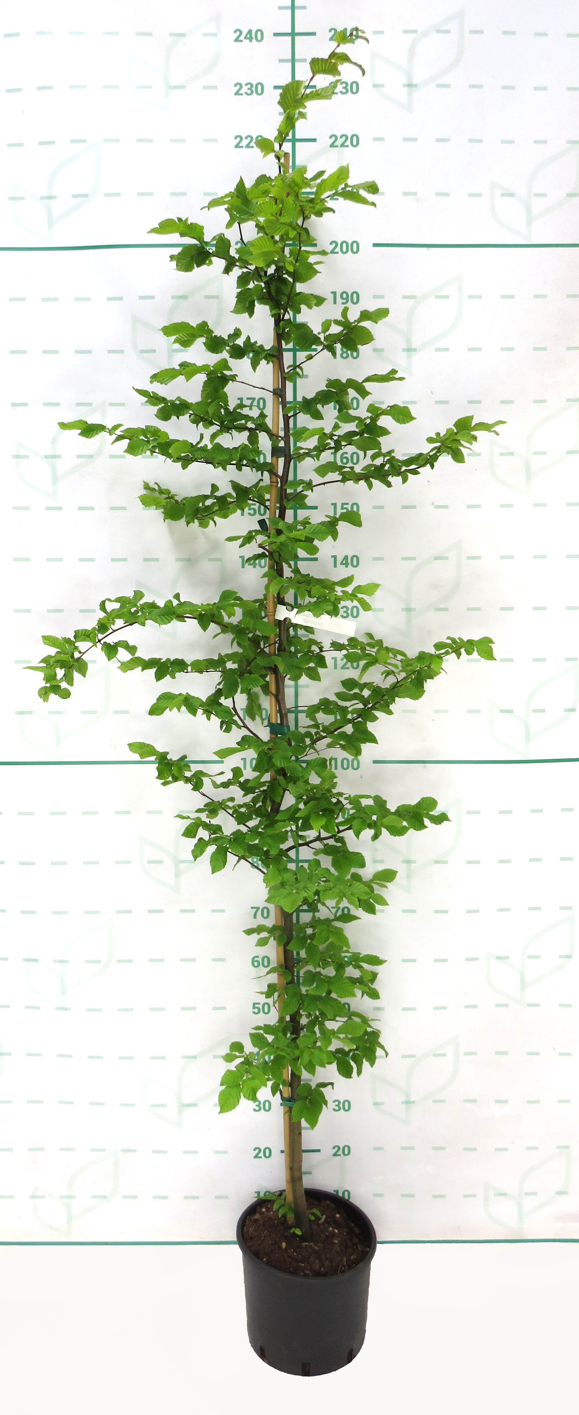 Carpinus betulus 10L 170/190