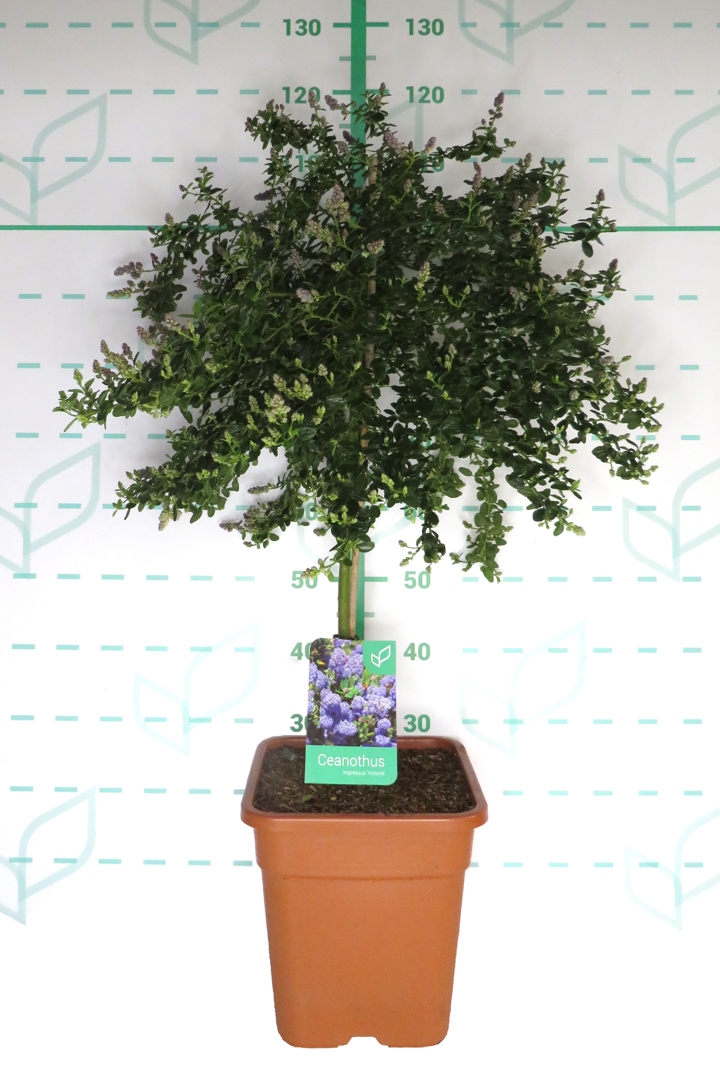 Ceanothus 14L Ht 50 70/80