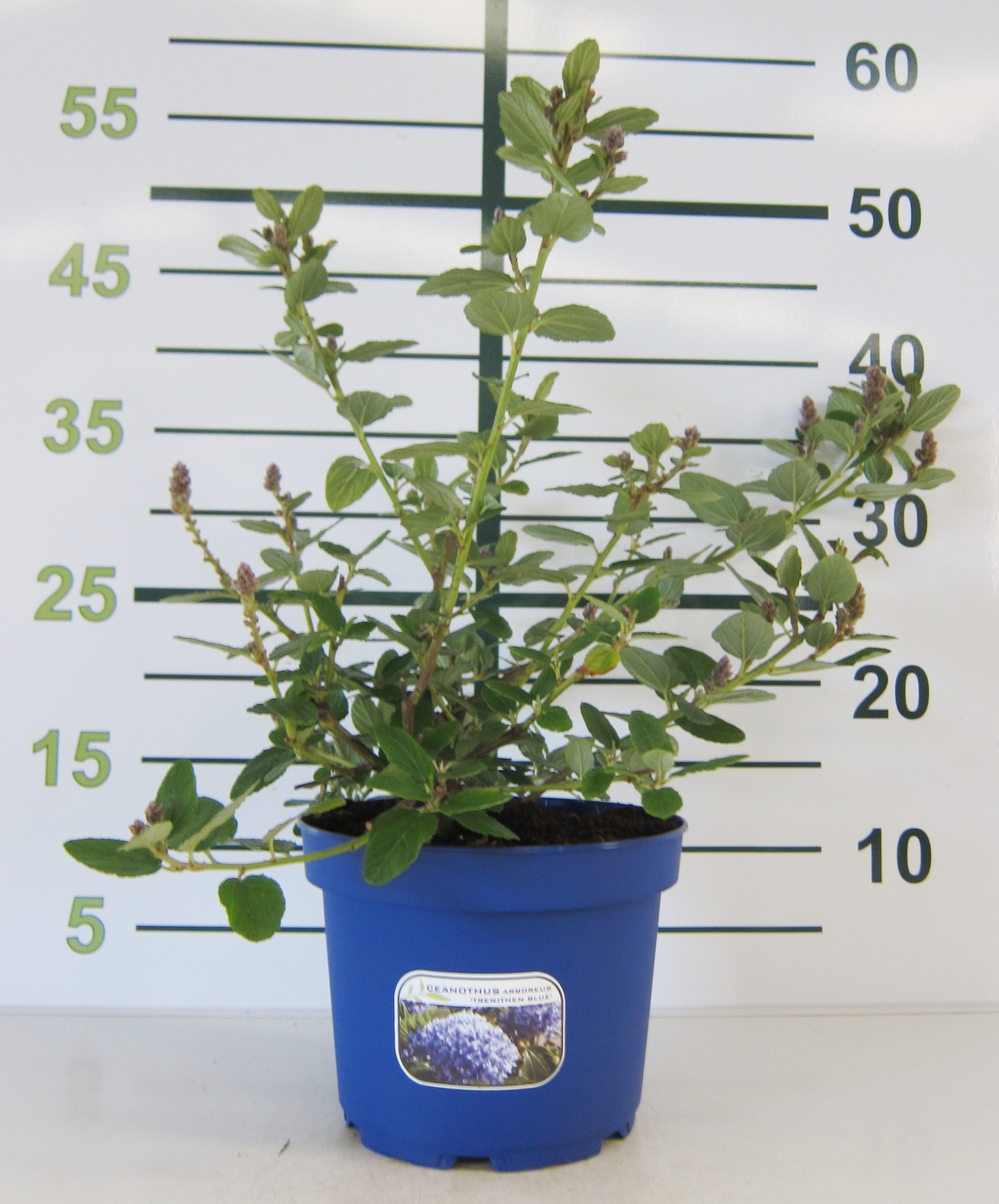 Ceanothus arboreus "Trewithen Blue" 2L 20/25