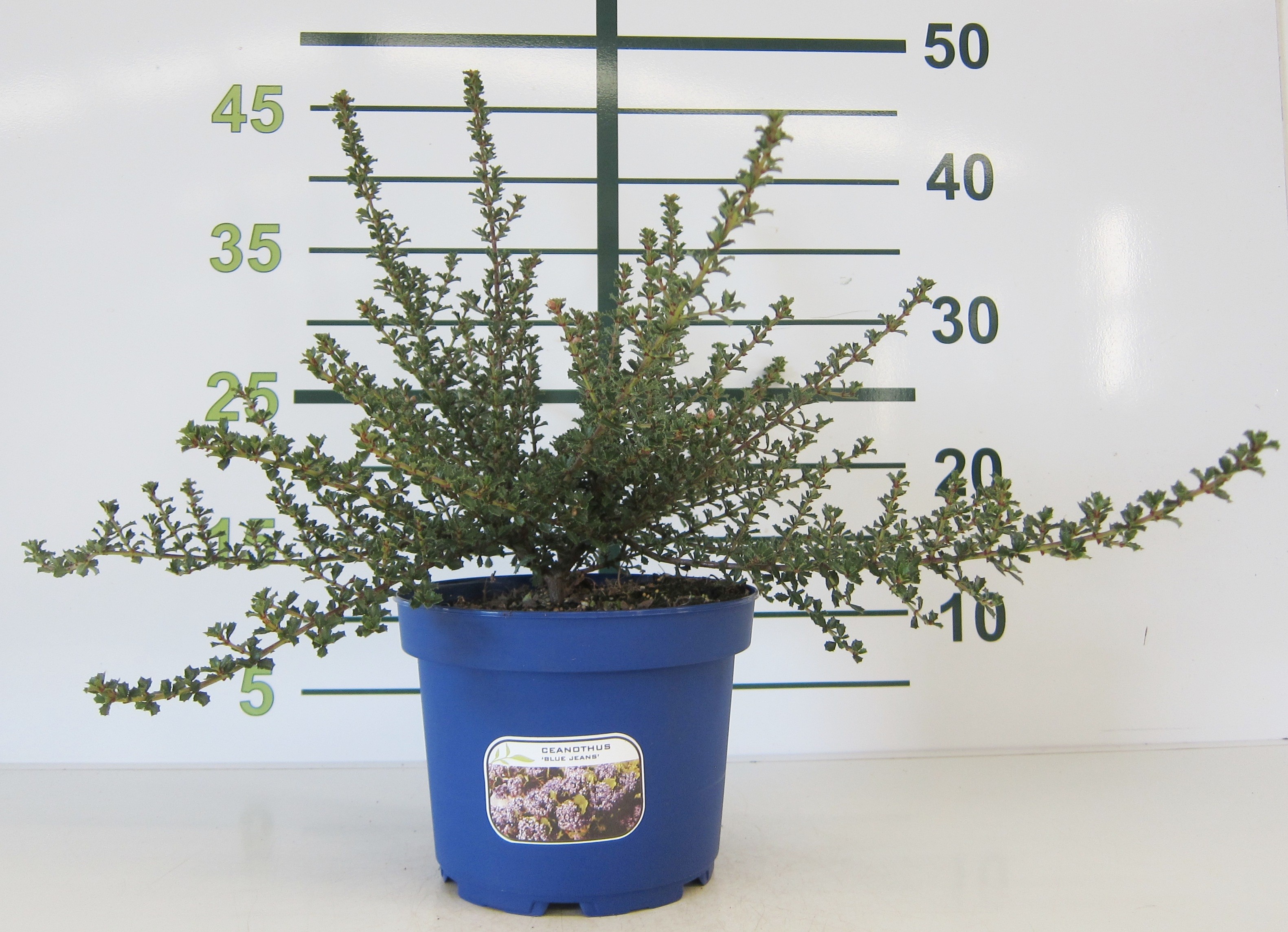 Ceanothus "Blue Jeans" 2.5L 20/30