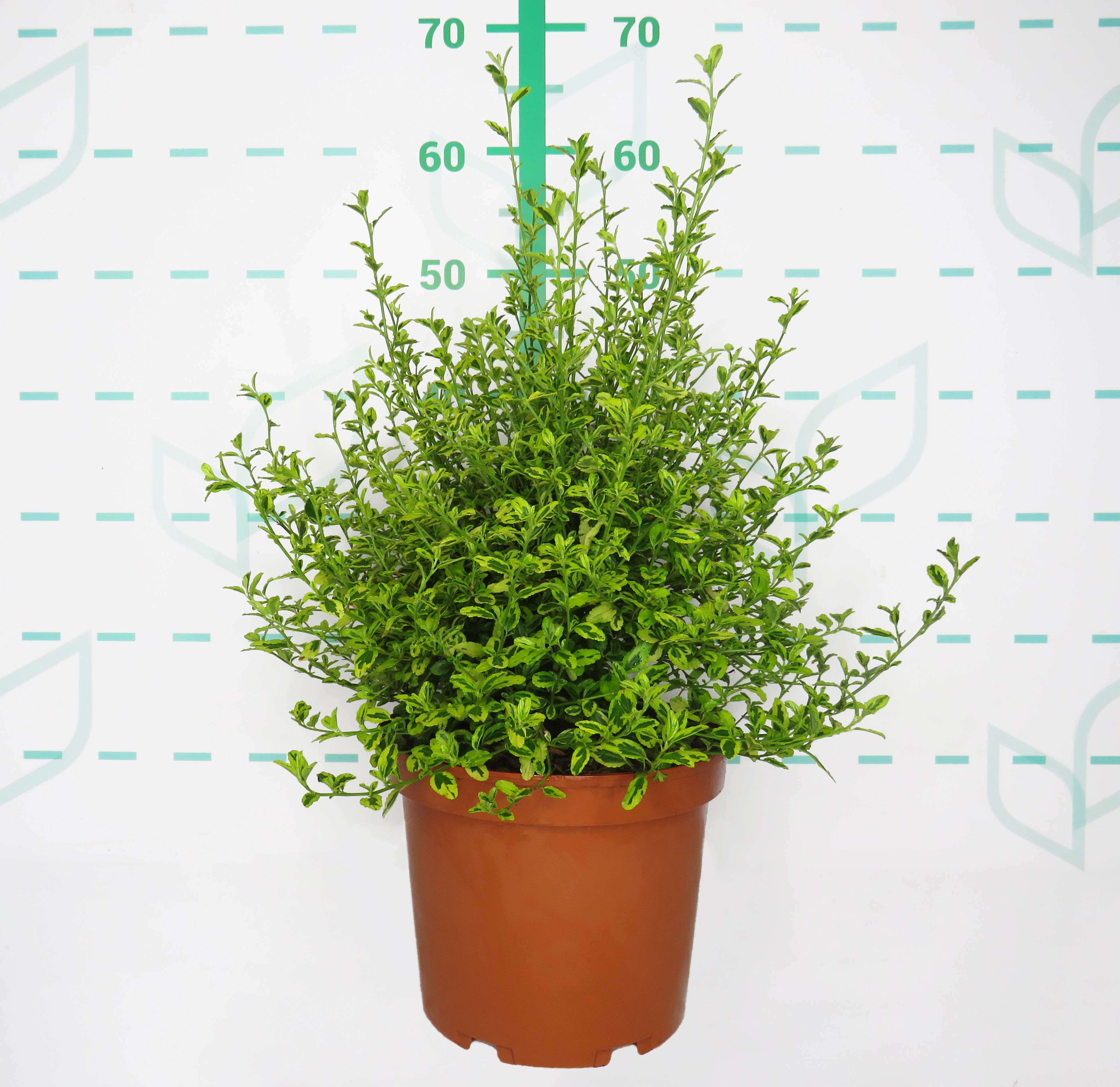 Ceanothus thyrsiflorus "El Dorado" 5L 25/35