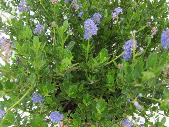 Ceanothus impressus "Victoria" 2L Azul 20/25