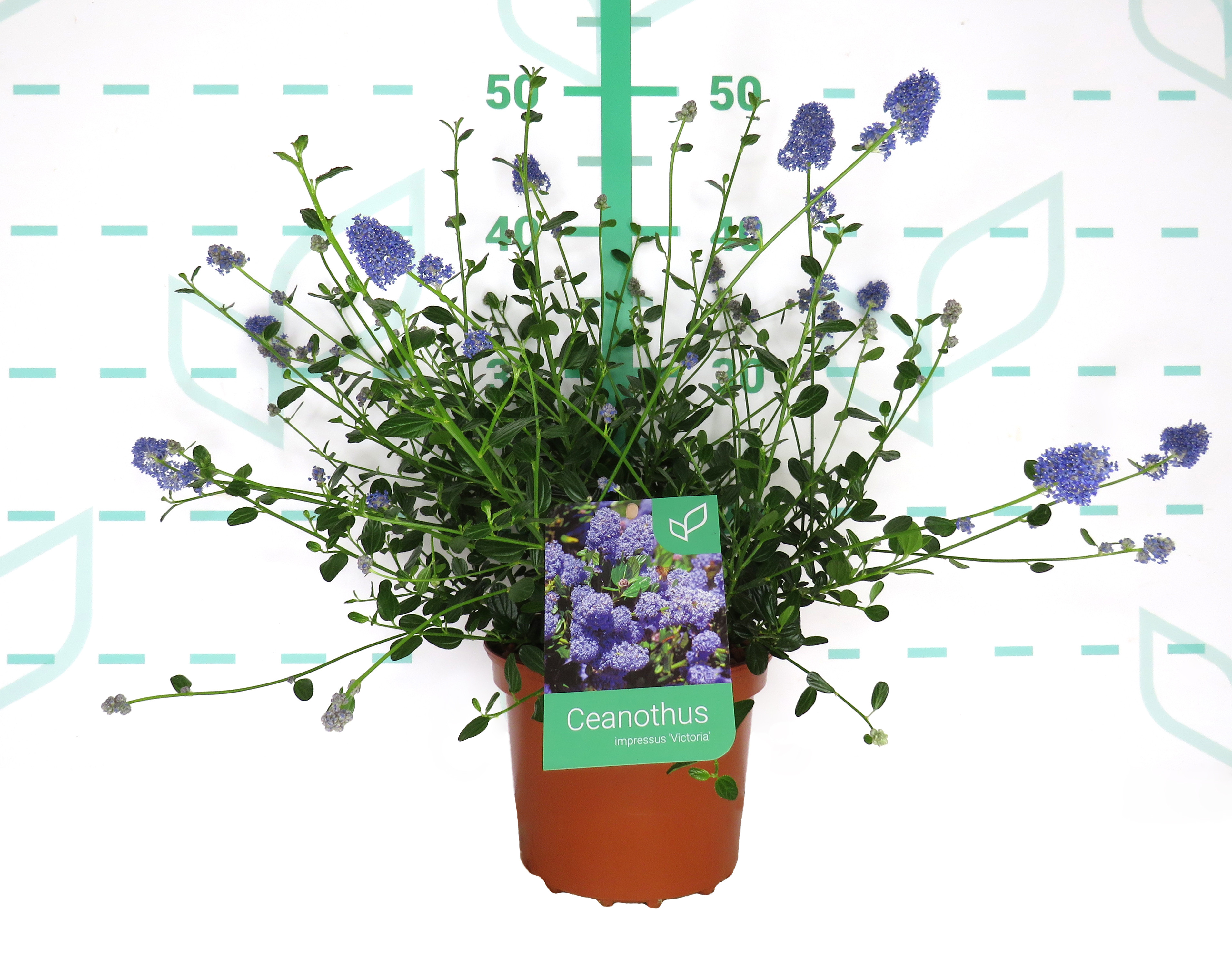 Ceanothus impressus "Victoria" 2.5L 20/25