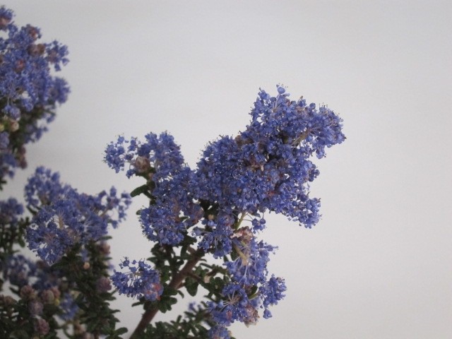 Ceanothus "Puget Blue" 10L 40/50